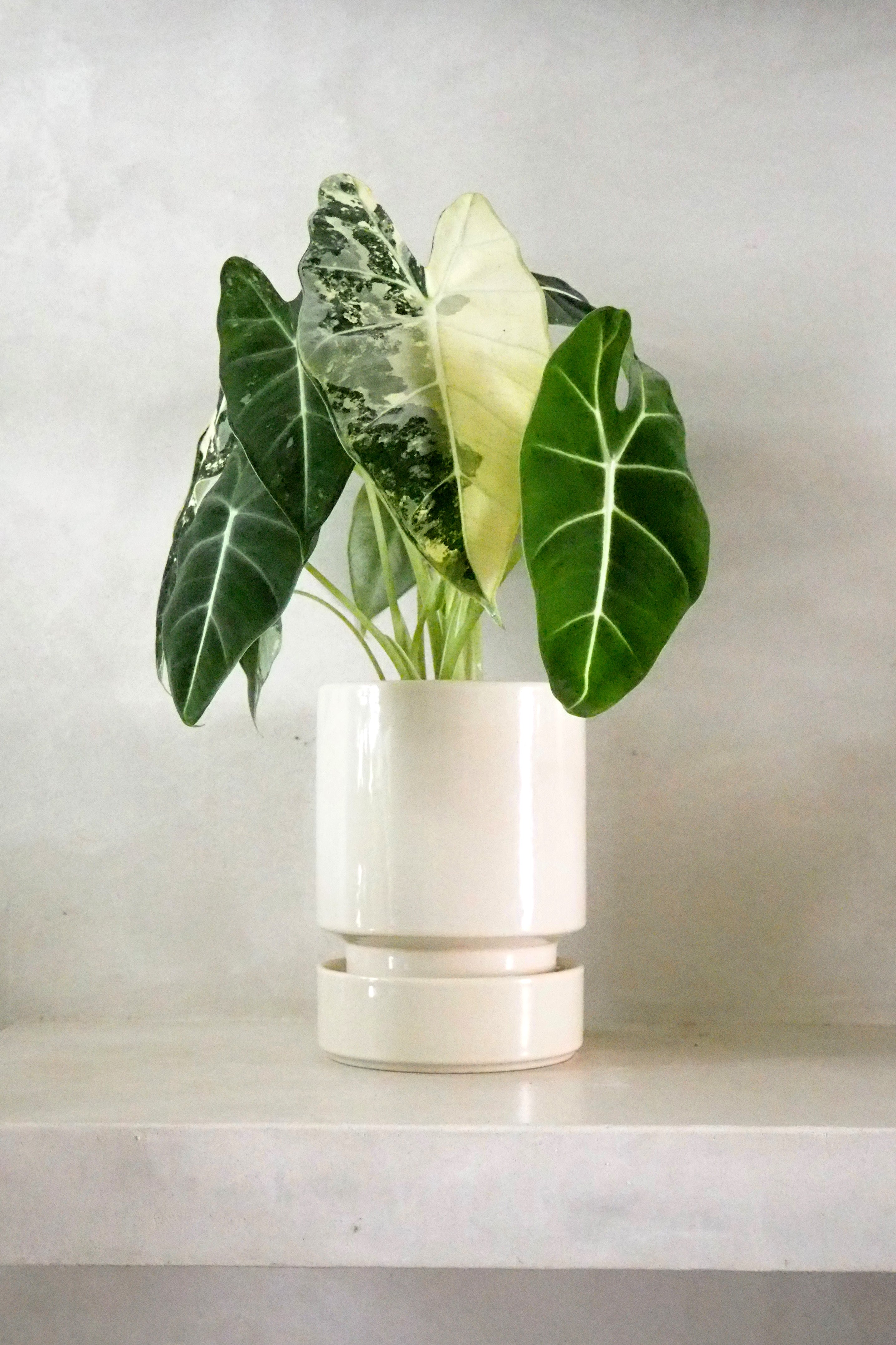 Alocasia frydek variegata