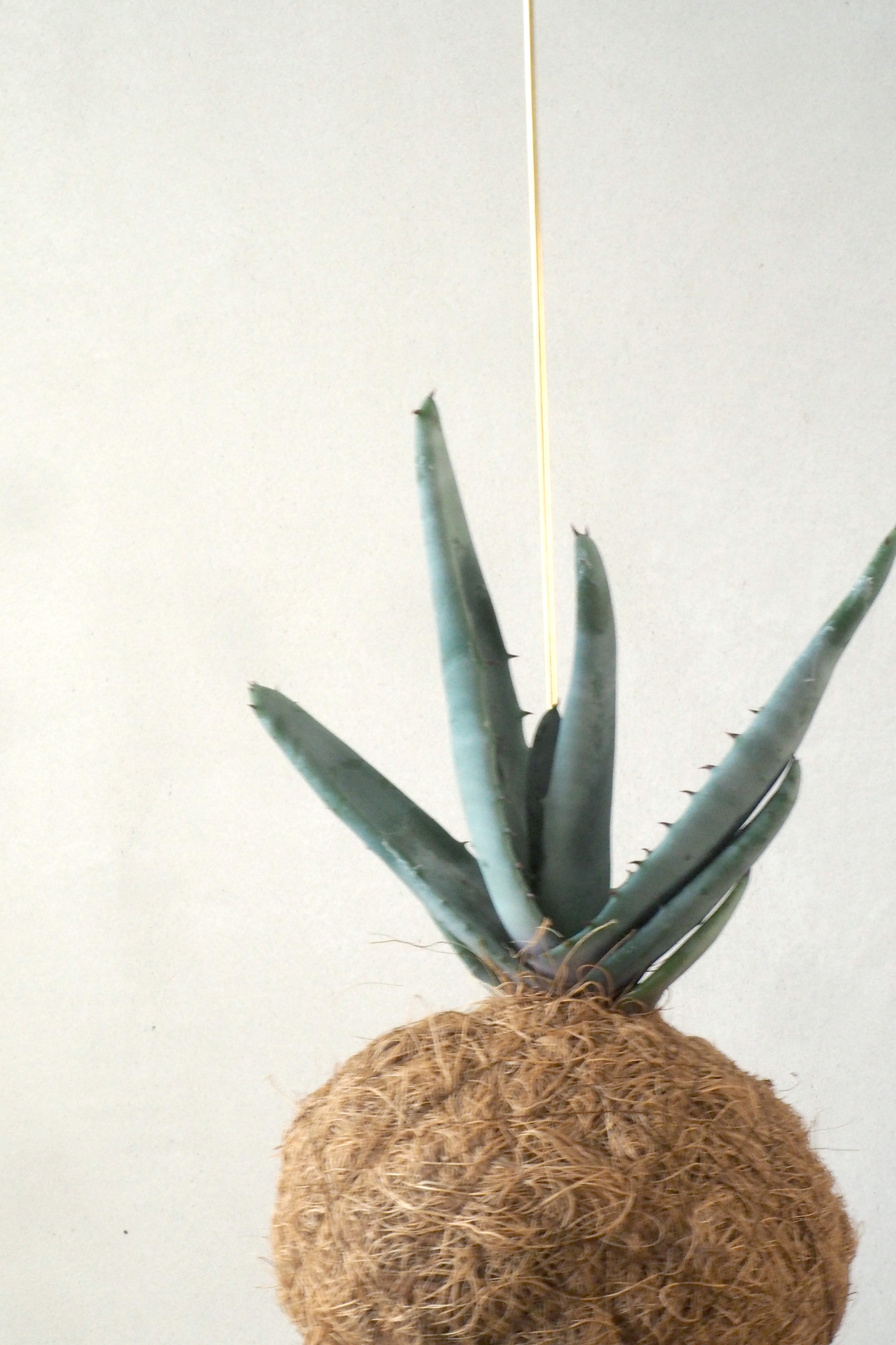 Planteplanet, Aloe Petricola