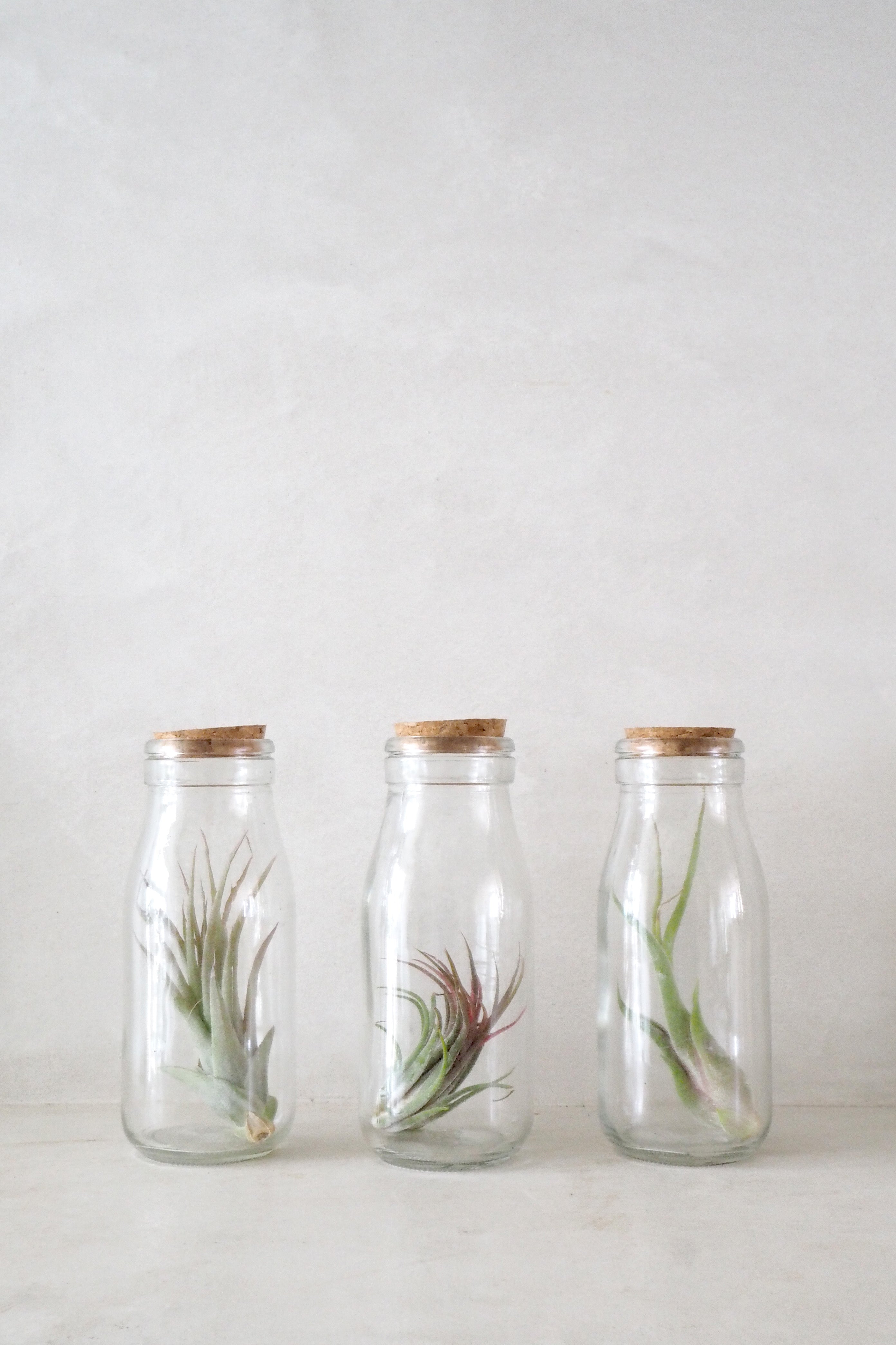 Air plant i glas