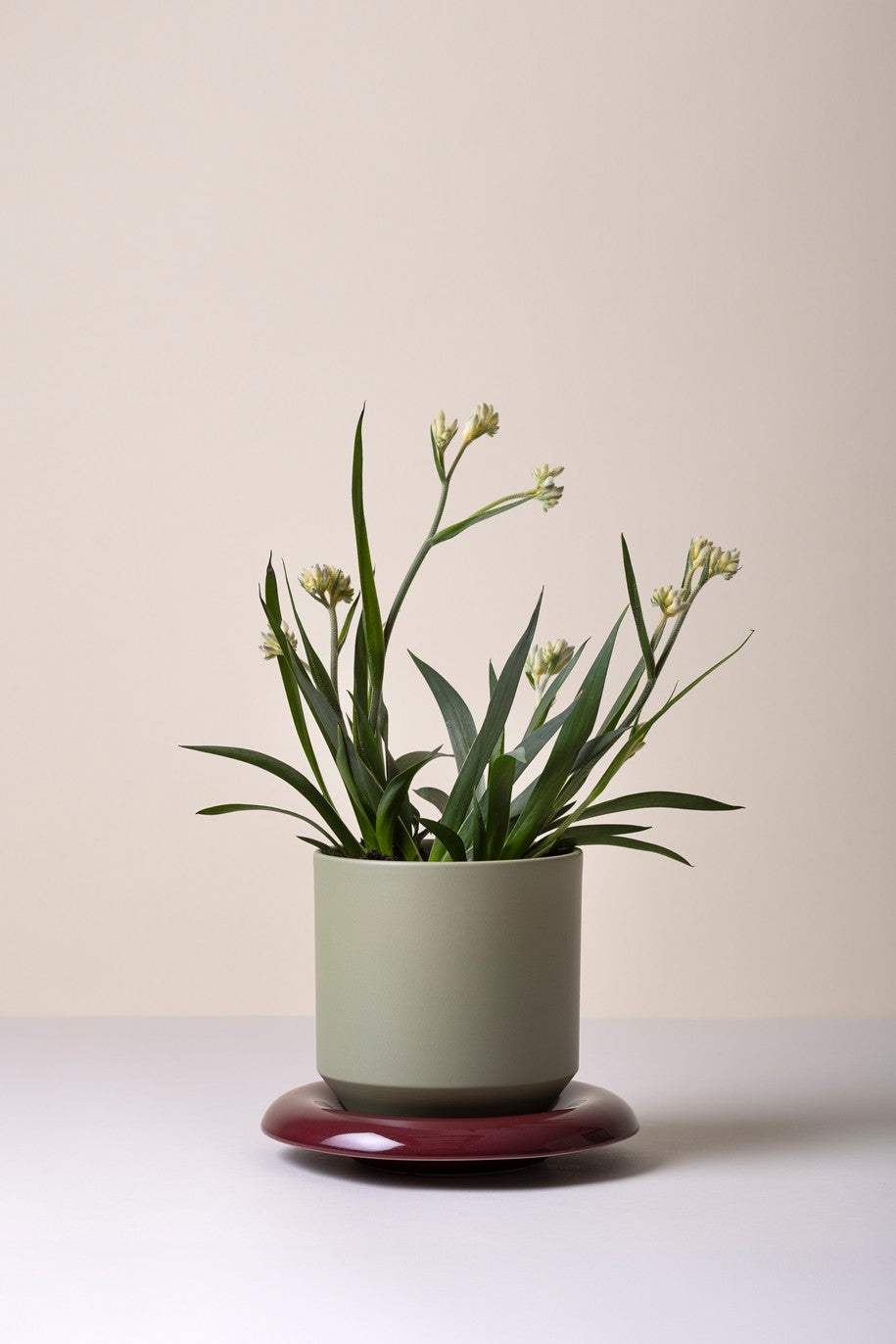 Lily underskål, Deep Burgundy