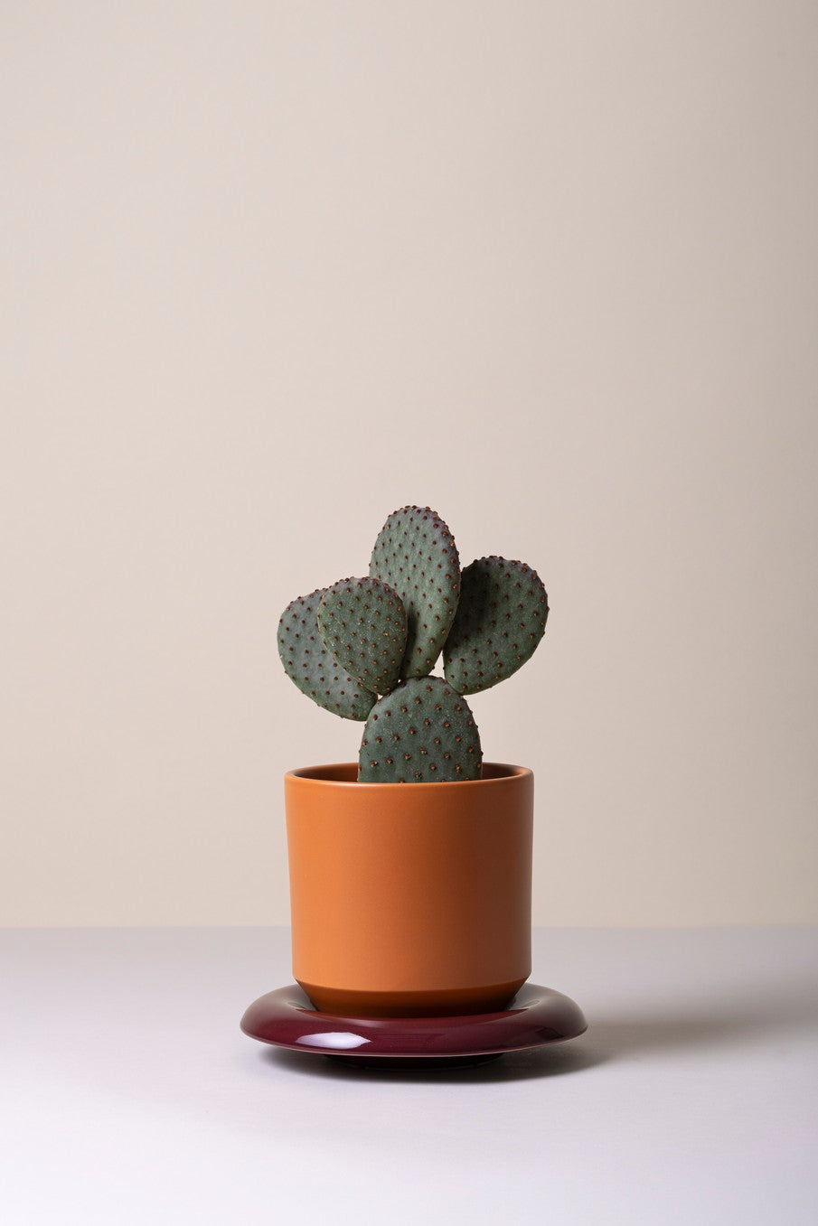 Lily krukke, Tangeringe Orange