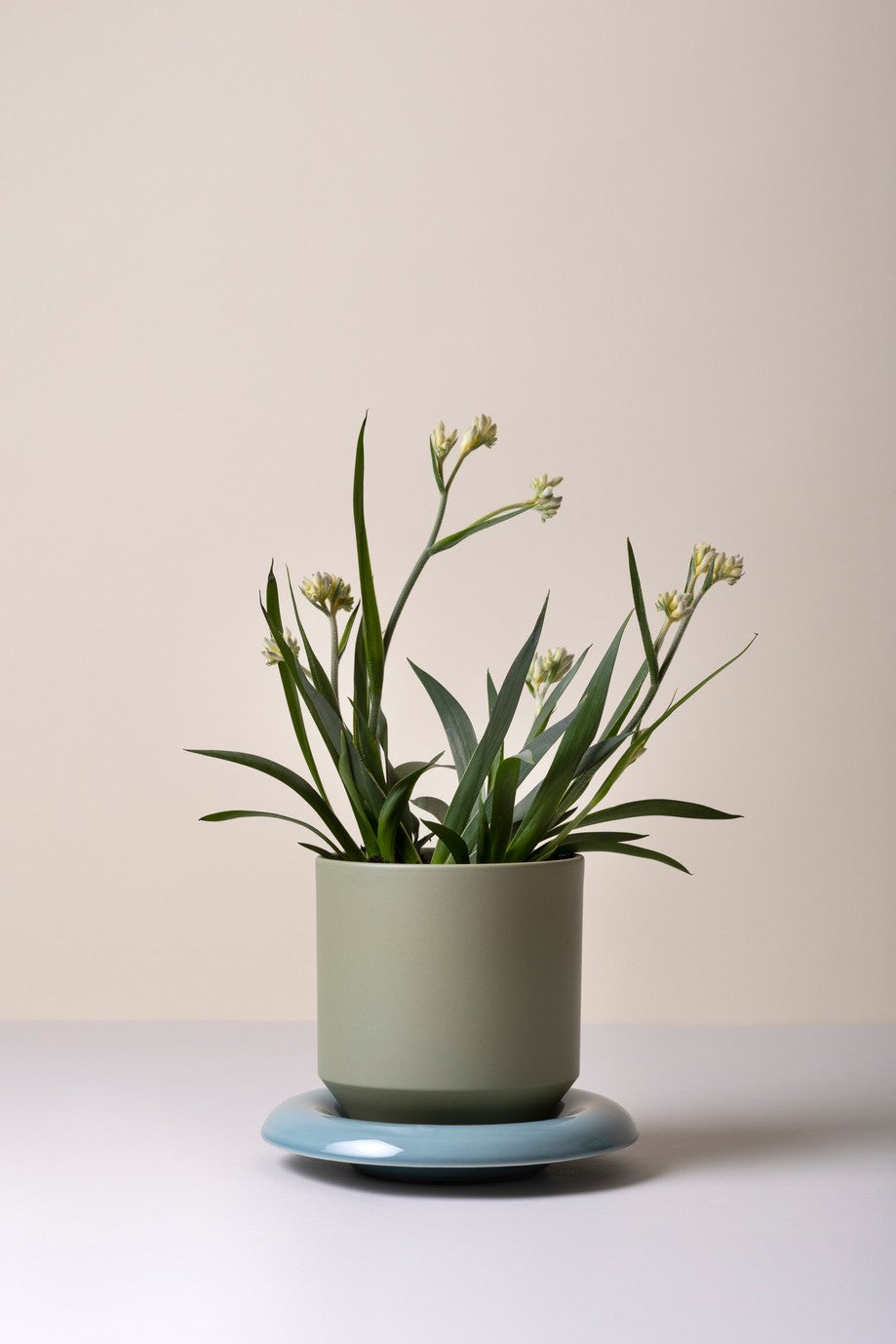 Lily underskål, Misty Blue