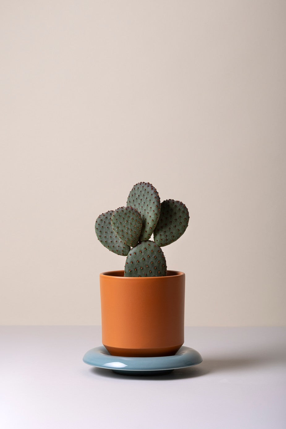 Lily underskål, Misty Blue