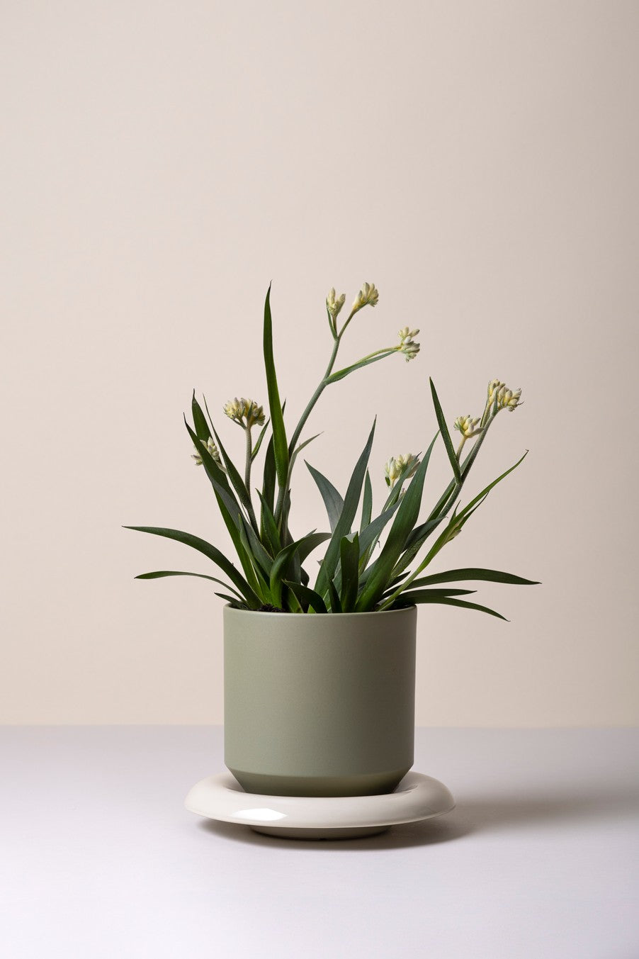 Lily krukke, sage green