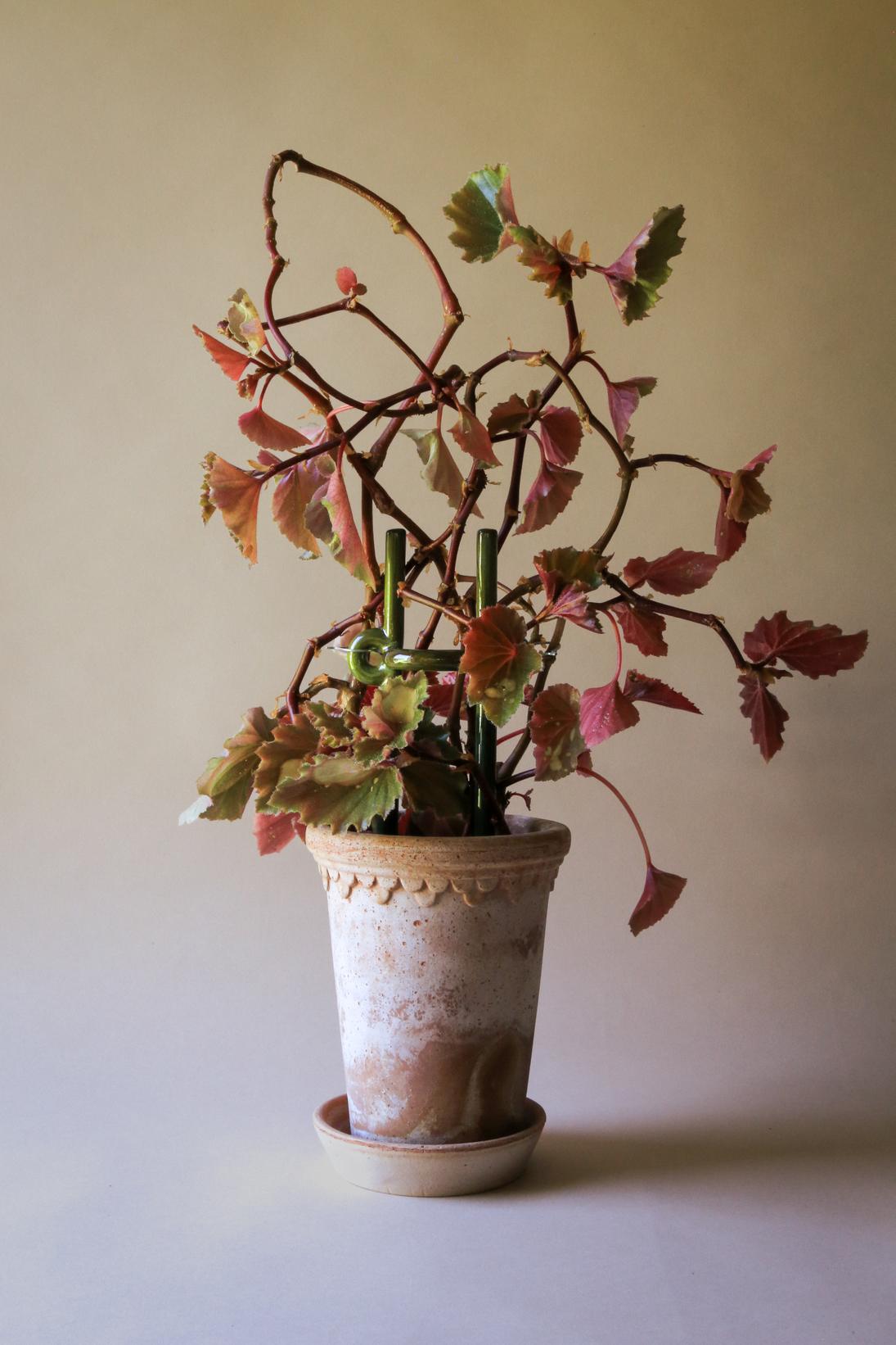 FOLK Hinto plantestøtte, grøn