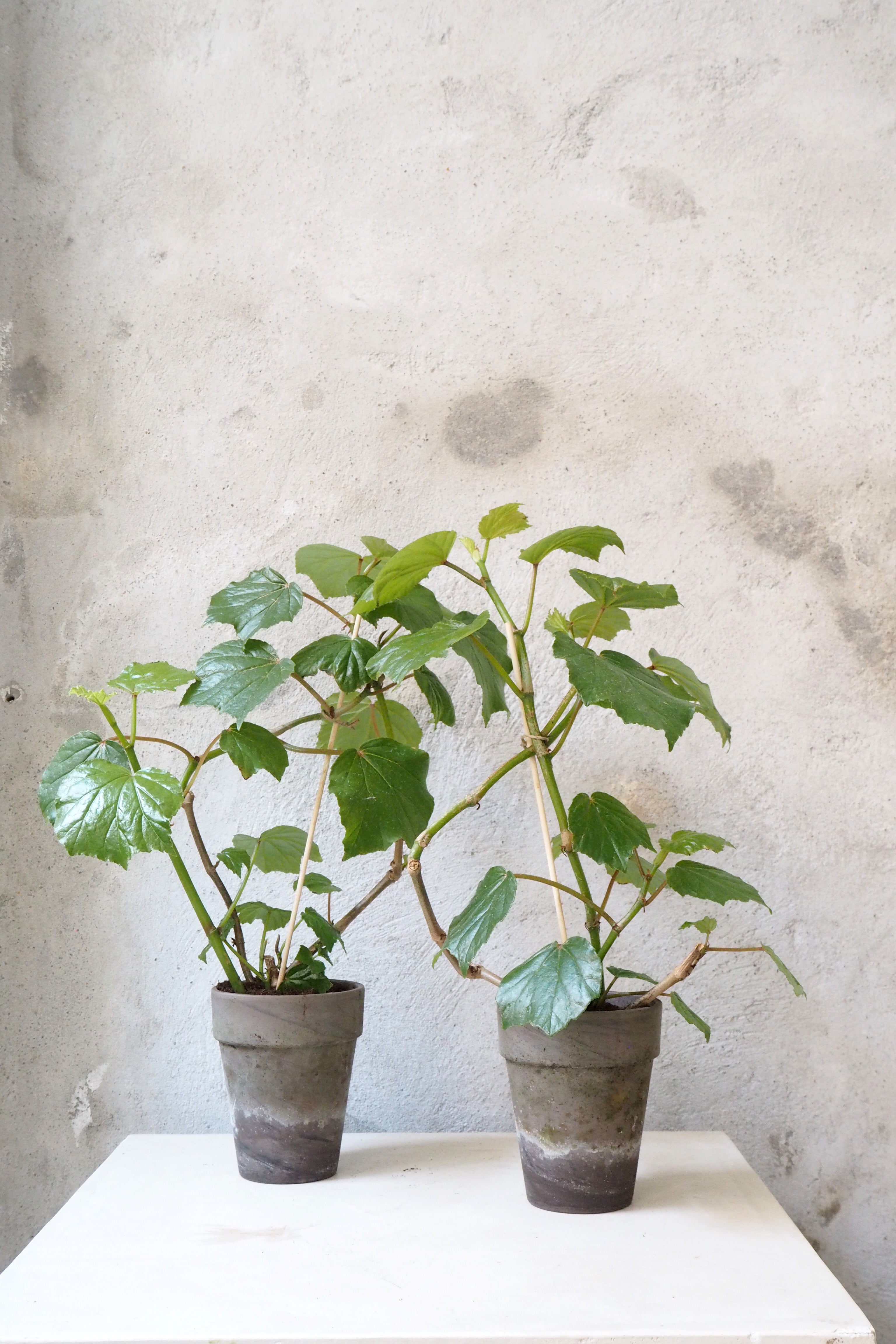 Begonia convolvulacea