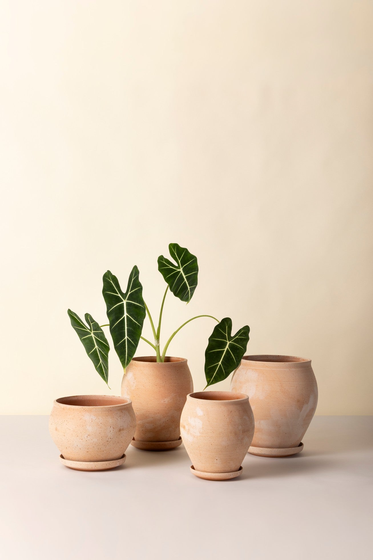 Delphi krukke, Raw Rosa