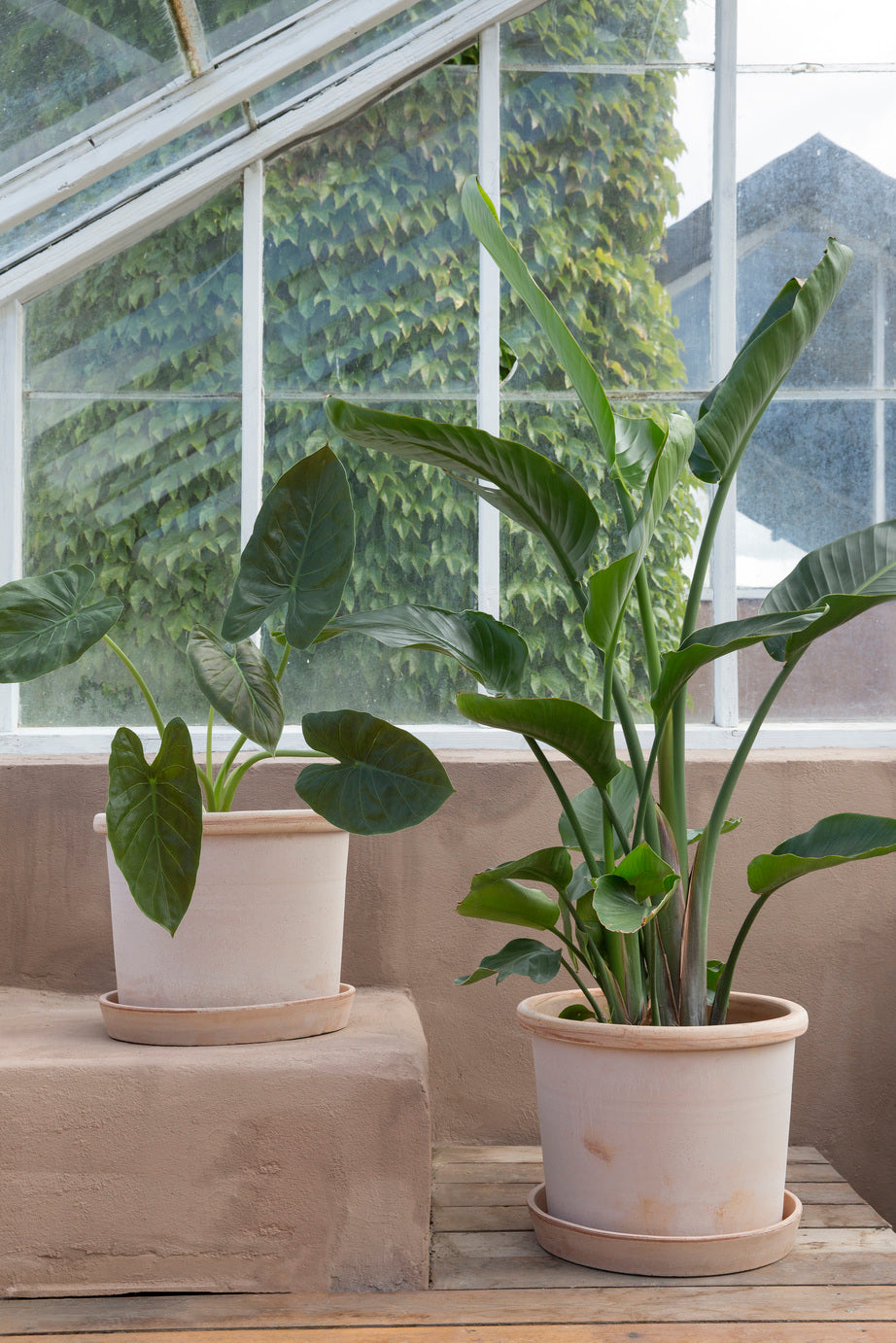 Galestro gulvkrukke, raw rosa