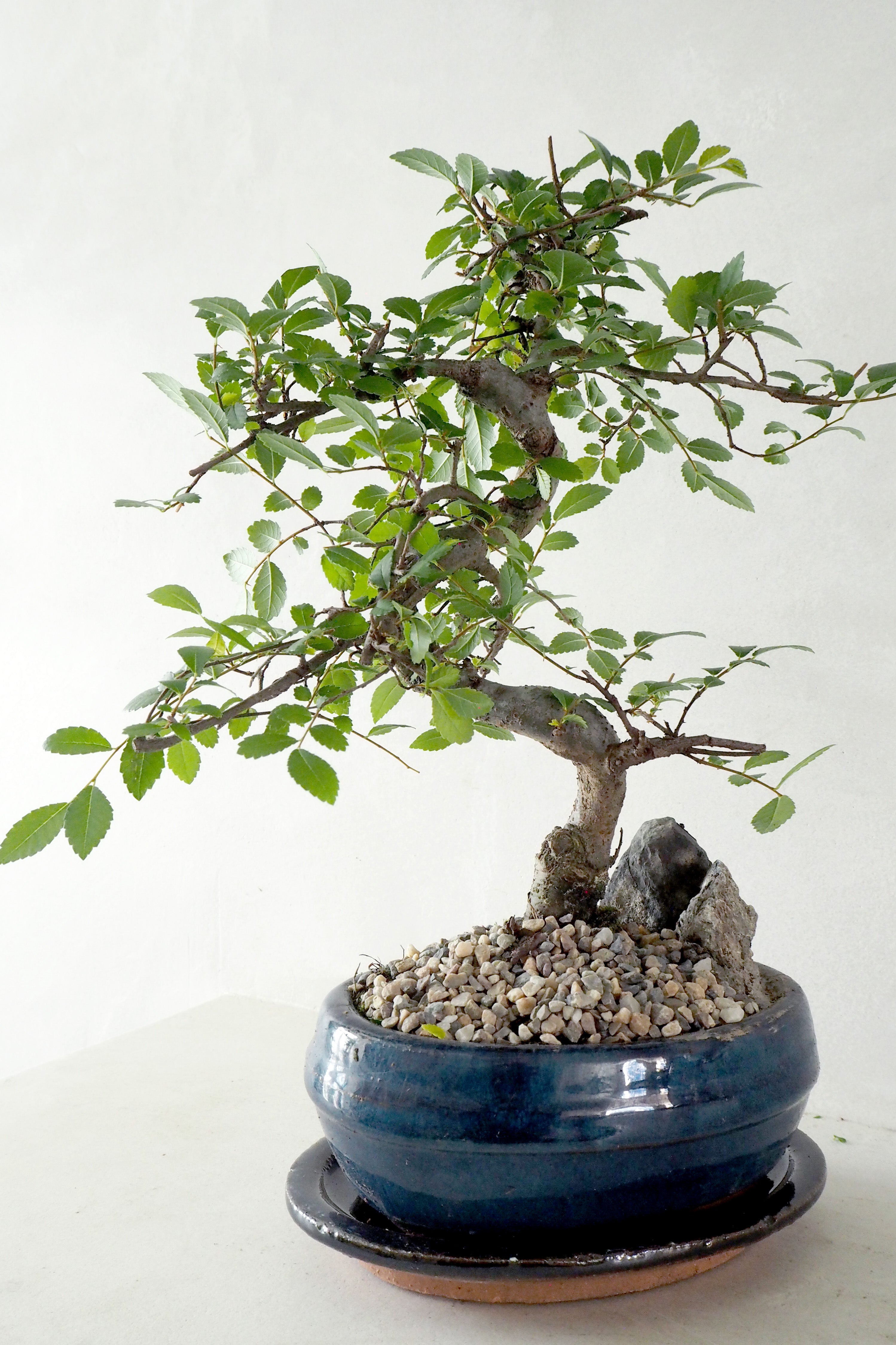 Bonsai Zelkova, medium