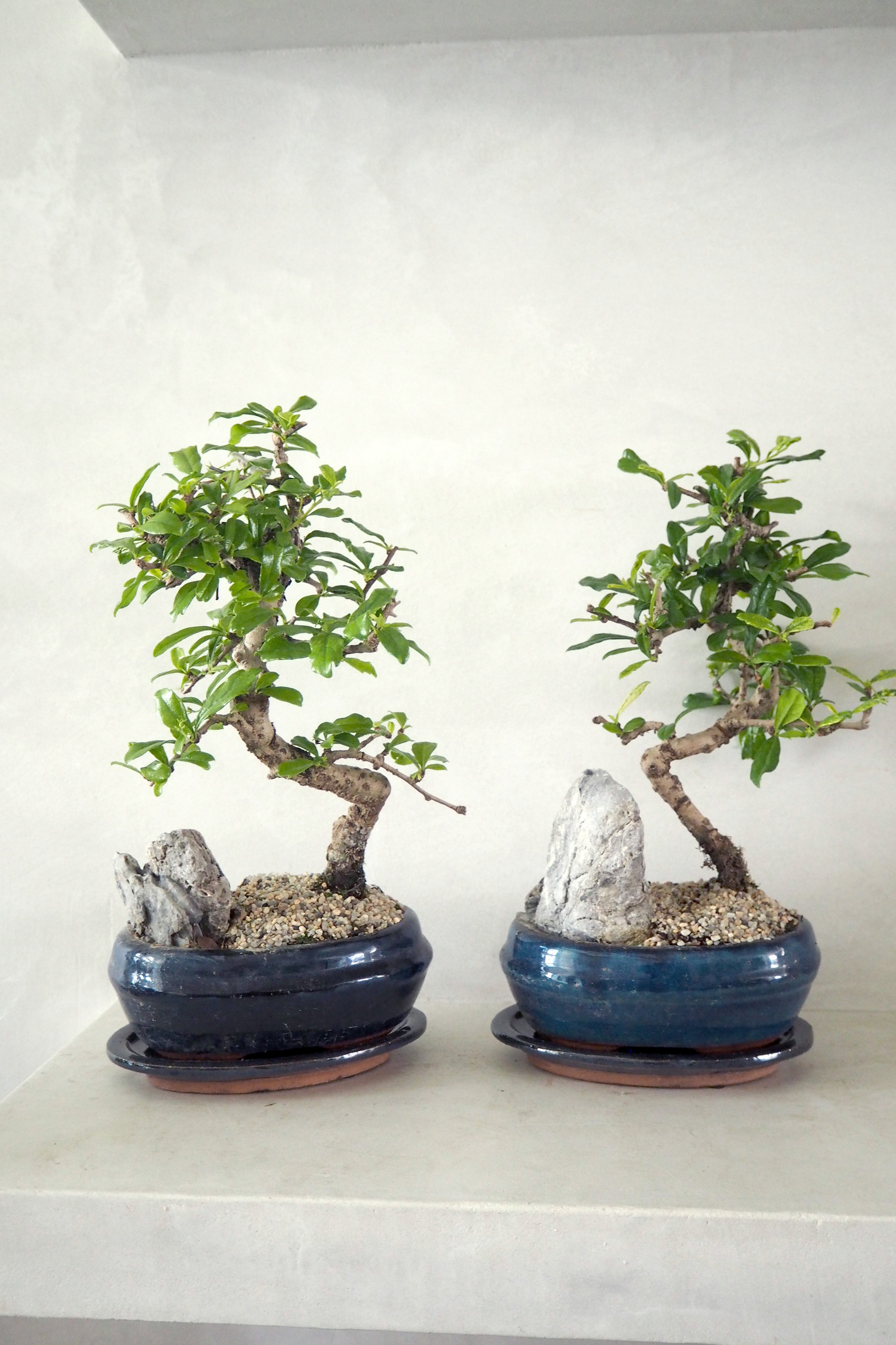 Bonsai Carmona, stor