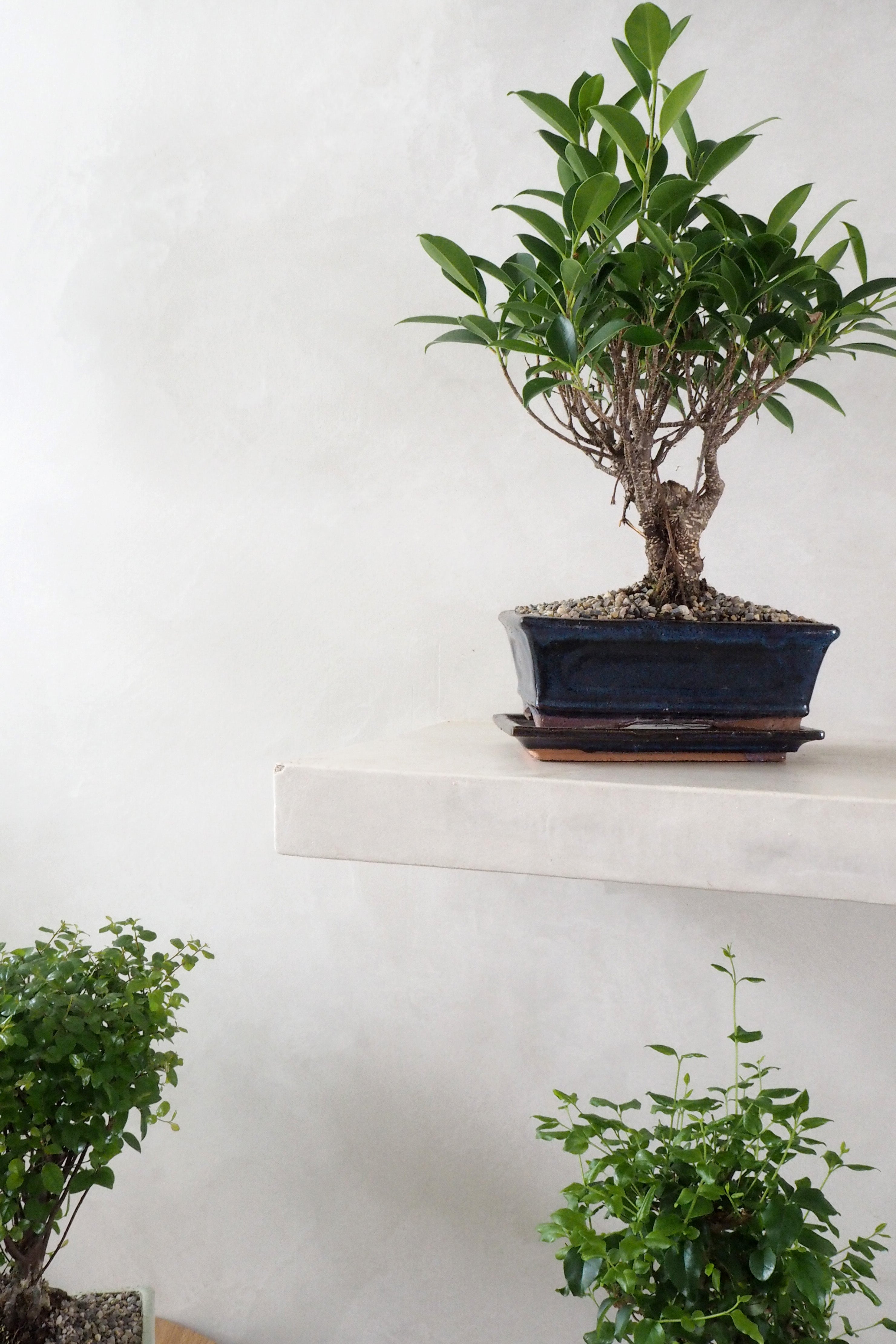 Bonsai Ficus, medium II