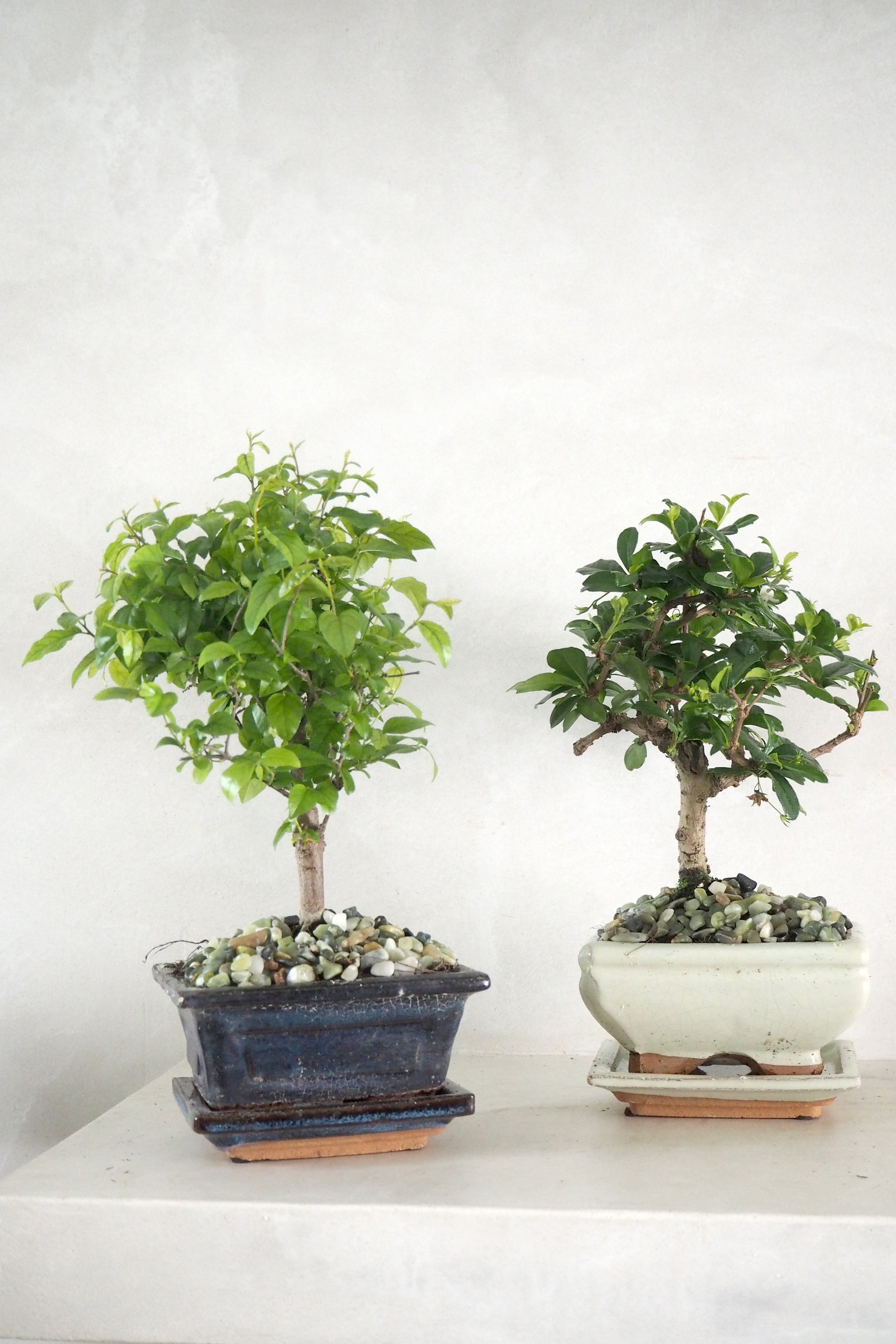 Bonsai Carmona, beige, lille