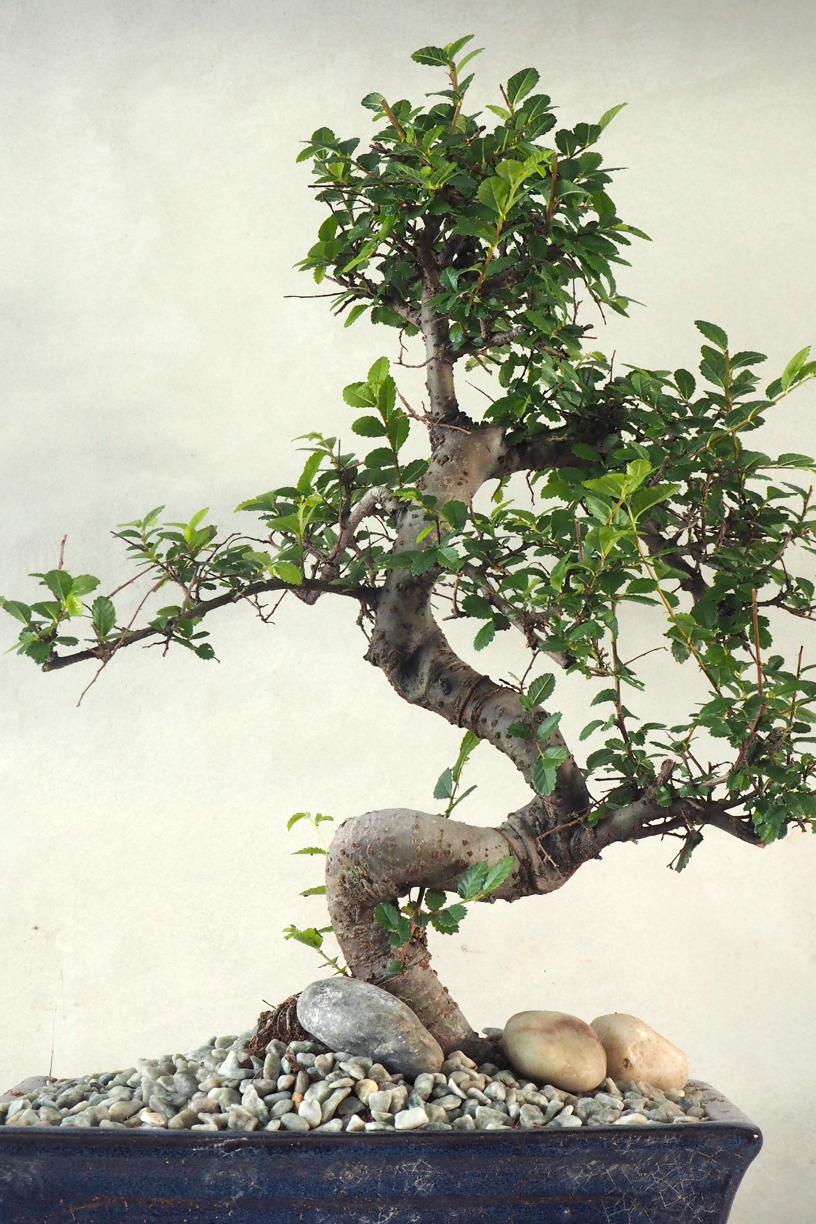 Bonsai Zelkova, stor