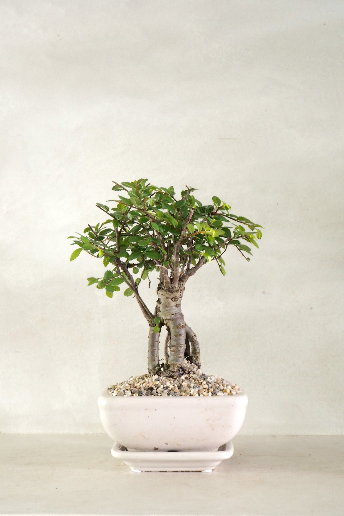 Bonsai Zelkova, beige, lille