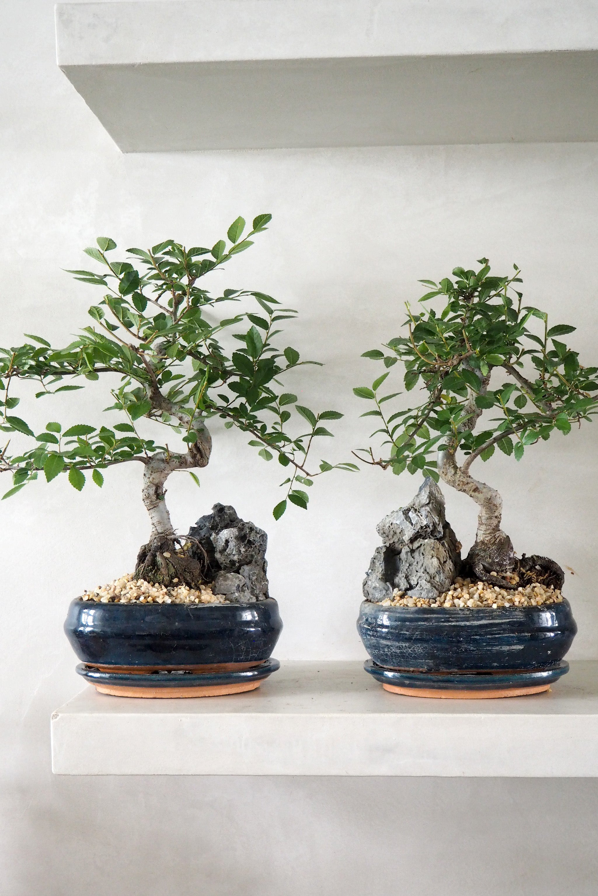 Bonsai Zelkova, stor