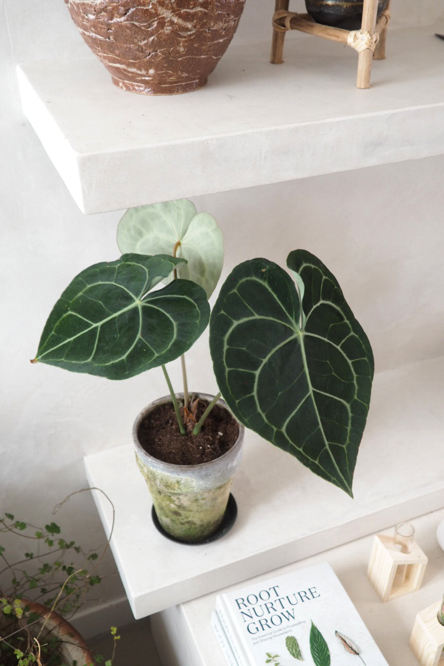 Anthurium clarinervium