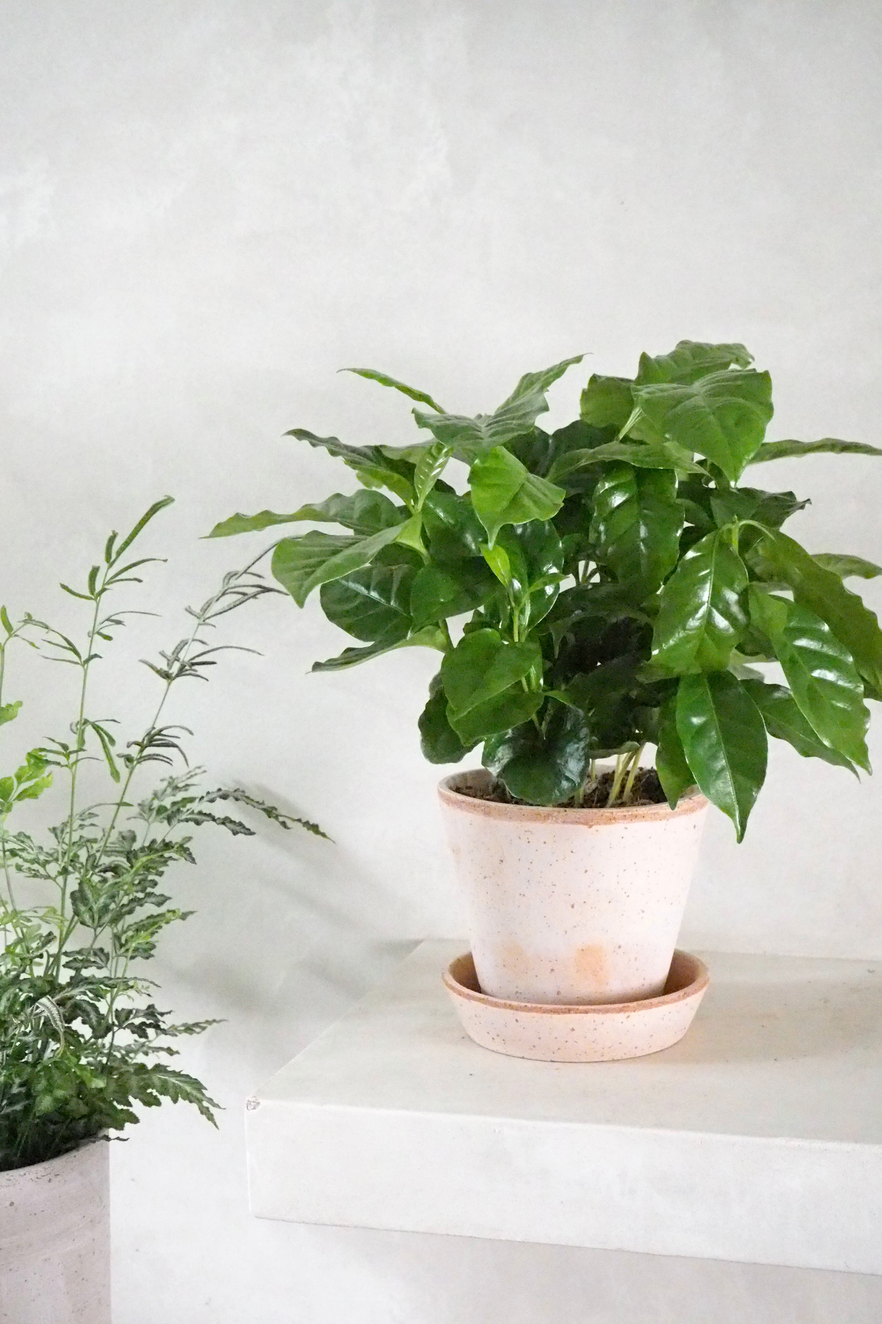 Kaffetræ - Coffee Arabica