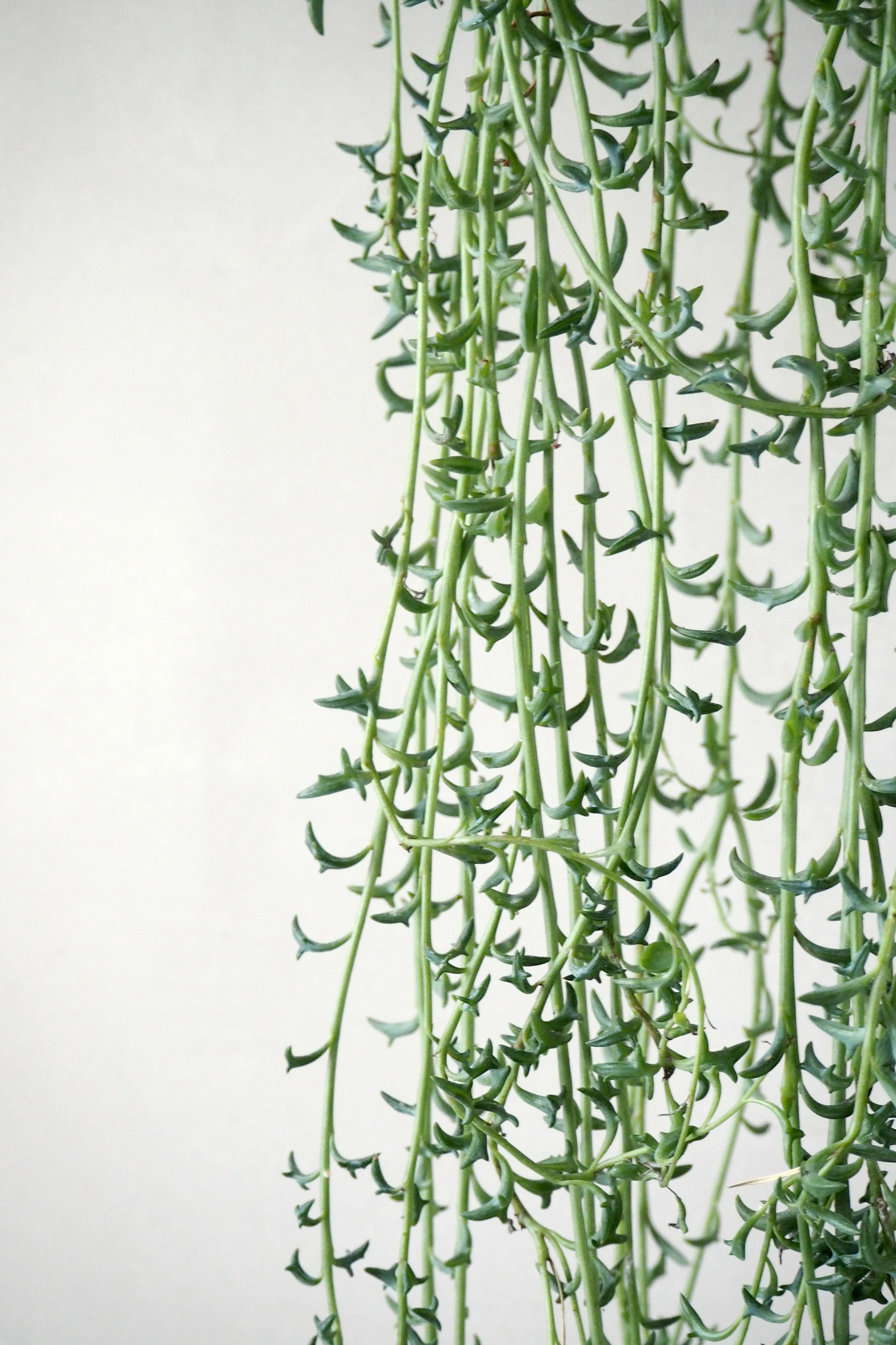 Delfinplante - Senecio Peregrinus