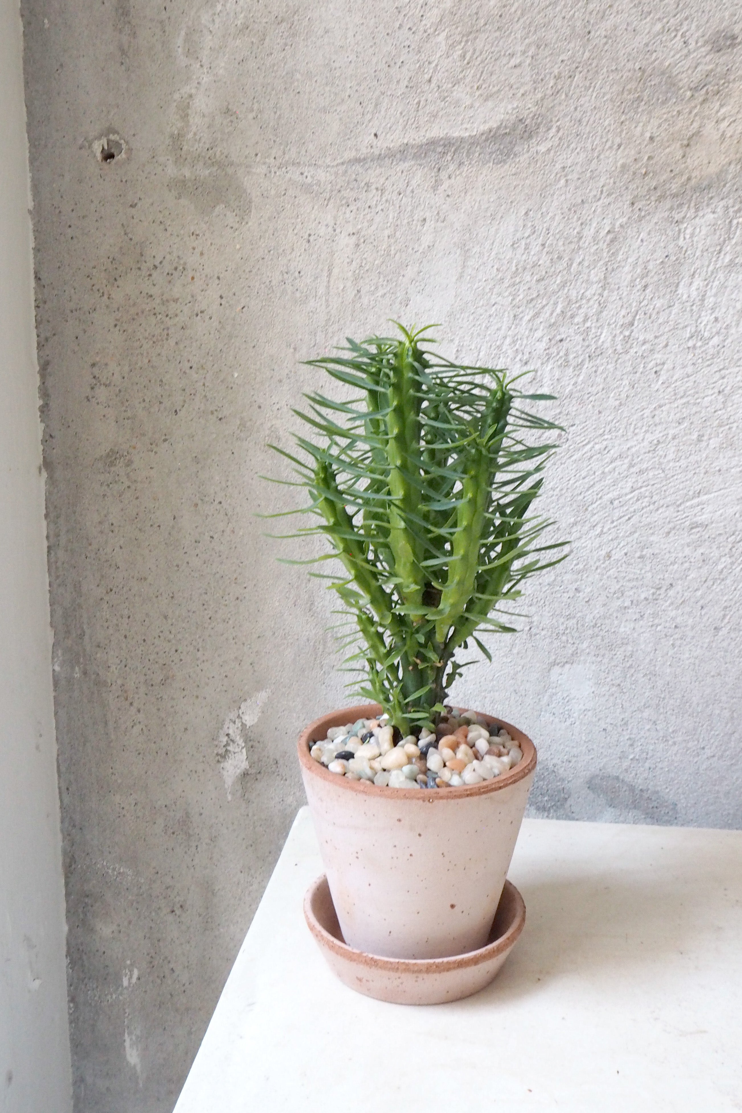 Euphorbia Loricata I