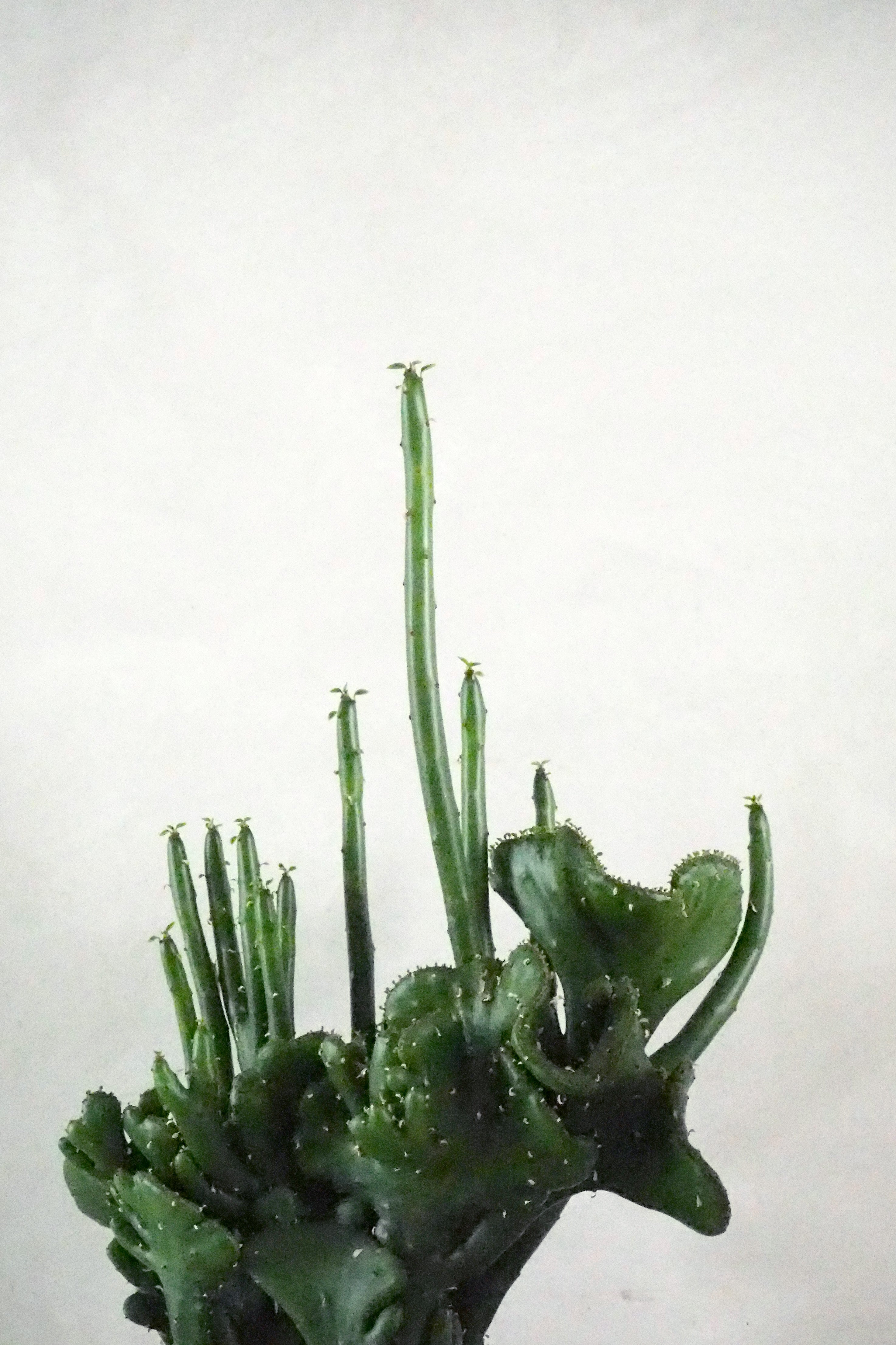 Euphorbia Leucodendron