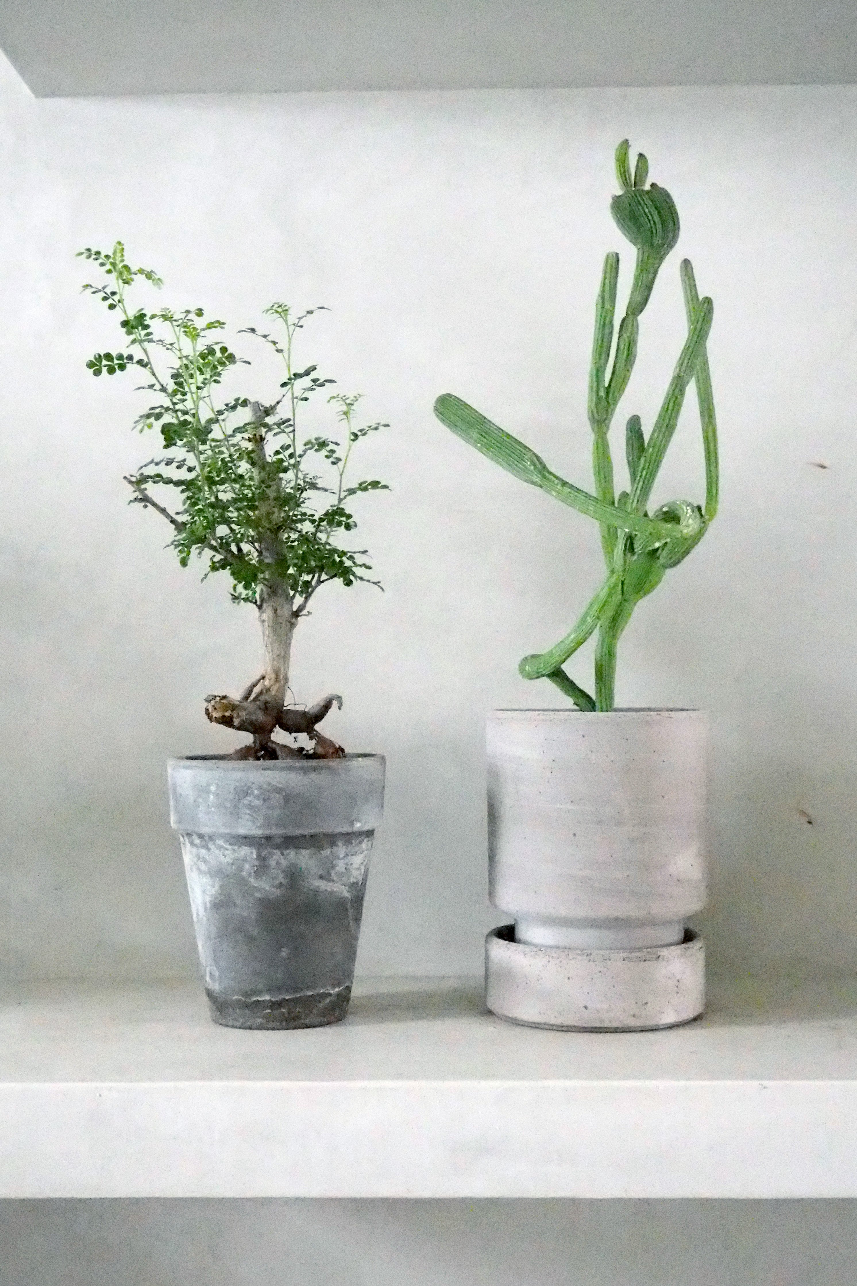 Operculicary decaryi