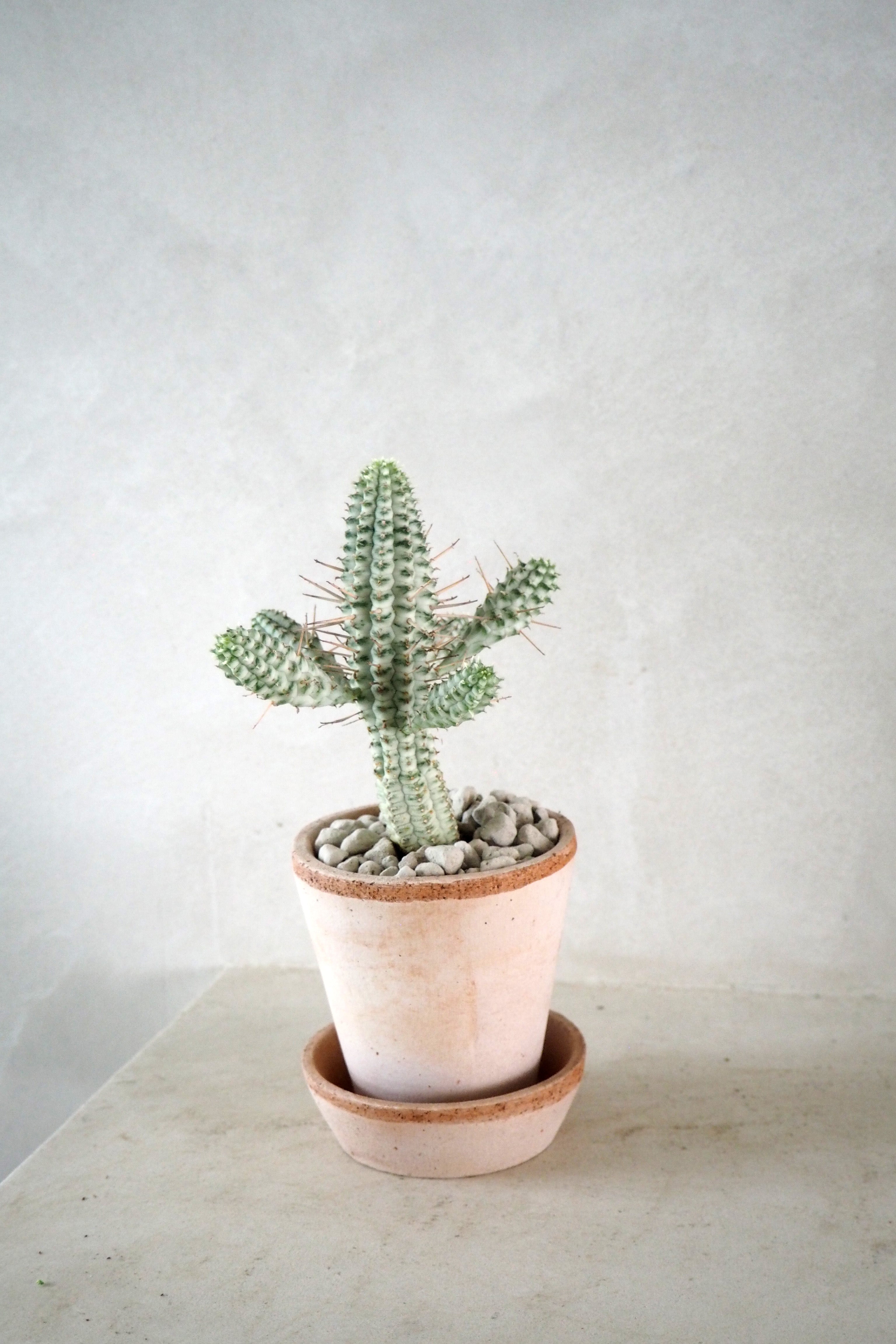 Euphorbia mammillaris, variegata