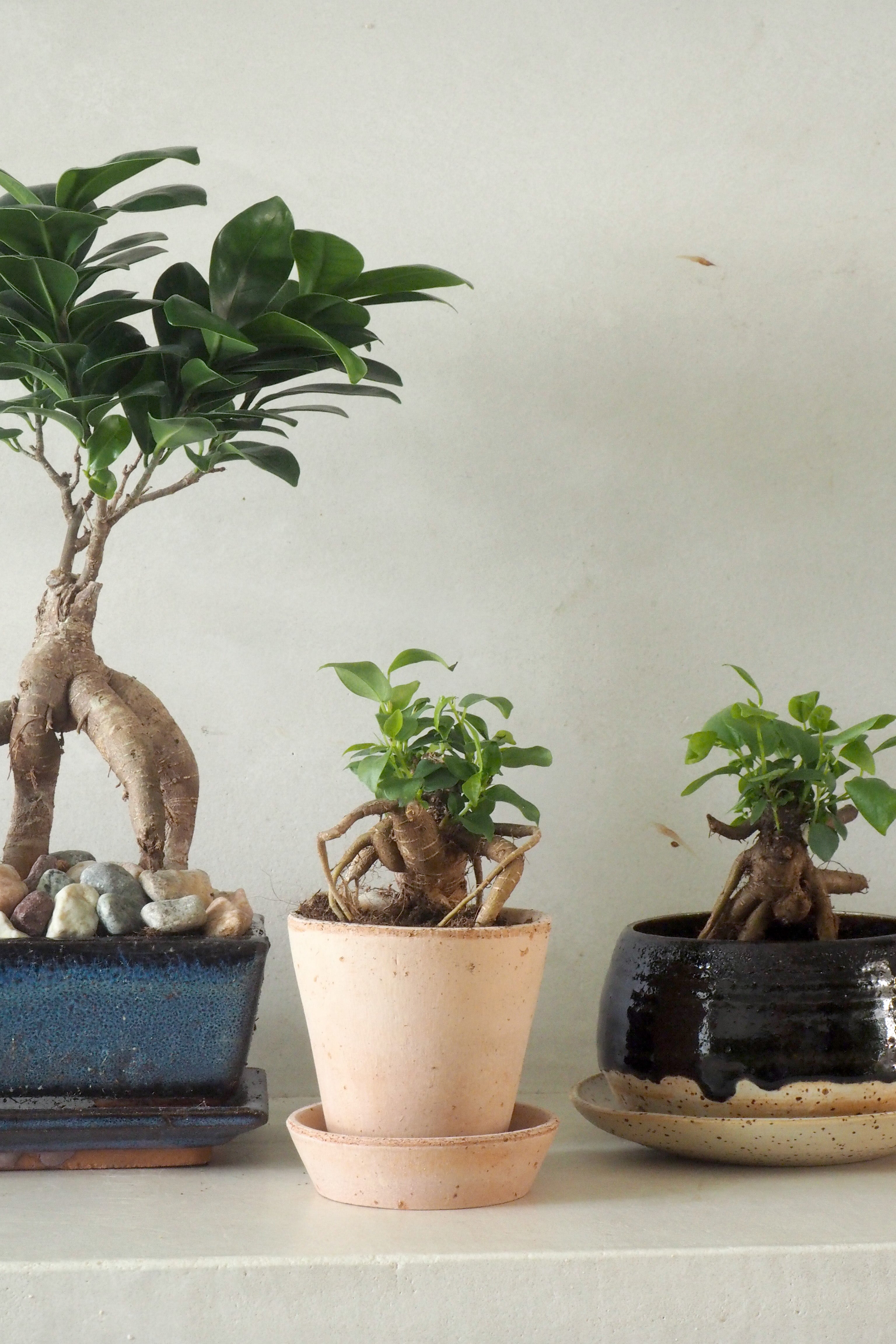 Bonsai Ficus, medium II