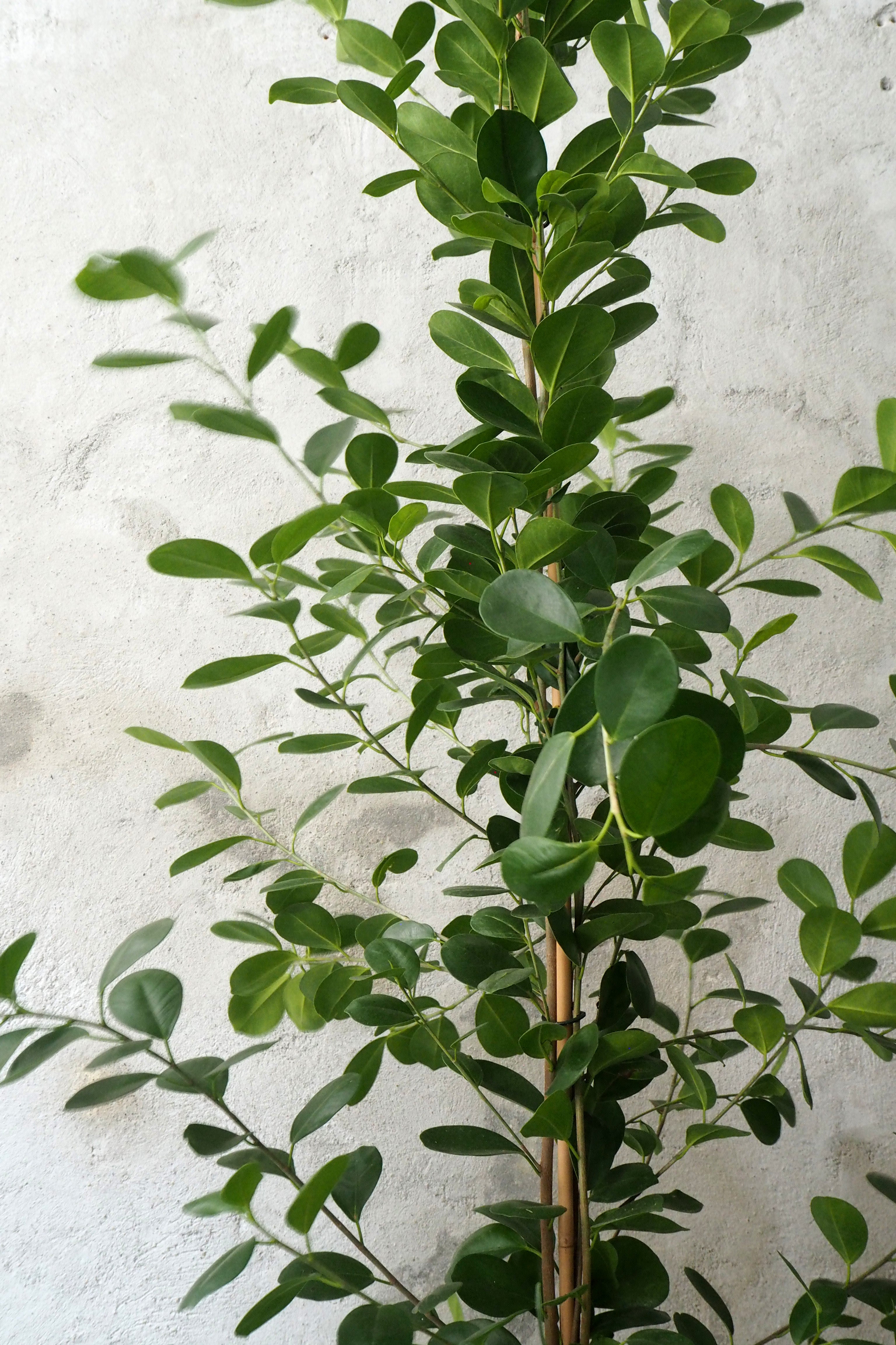 Ficus microcarpa moclame