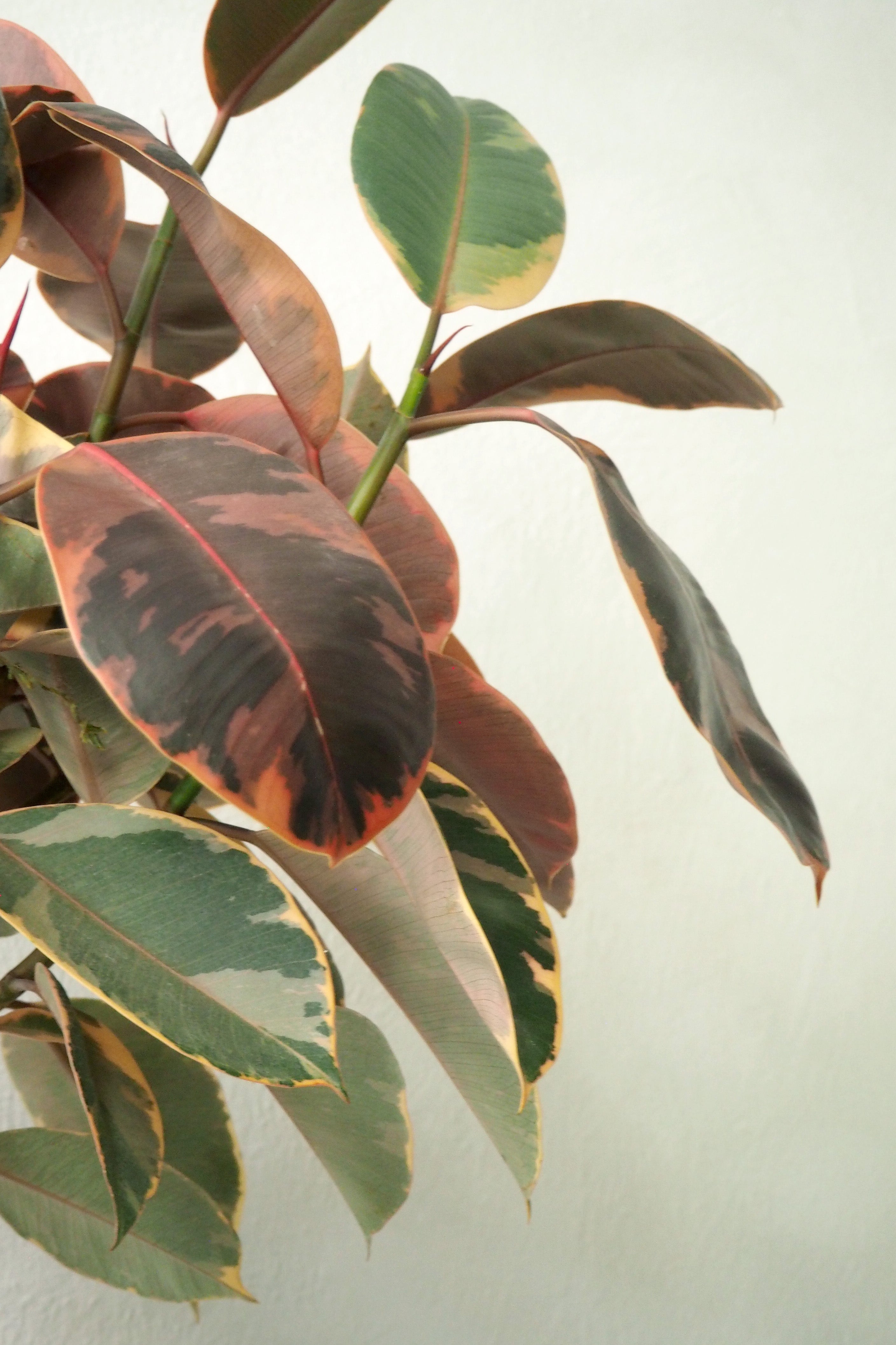 Ficus Robusta Ruby