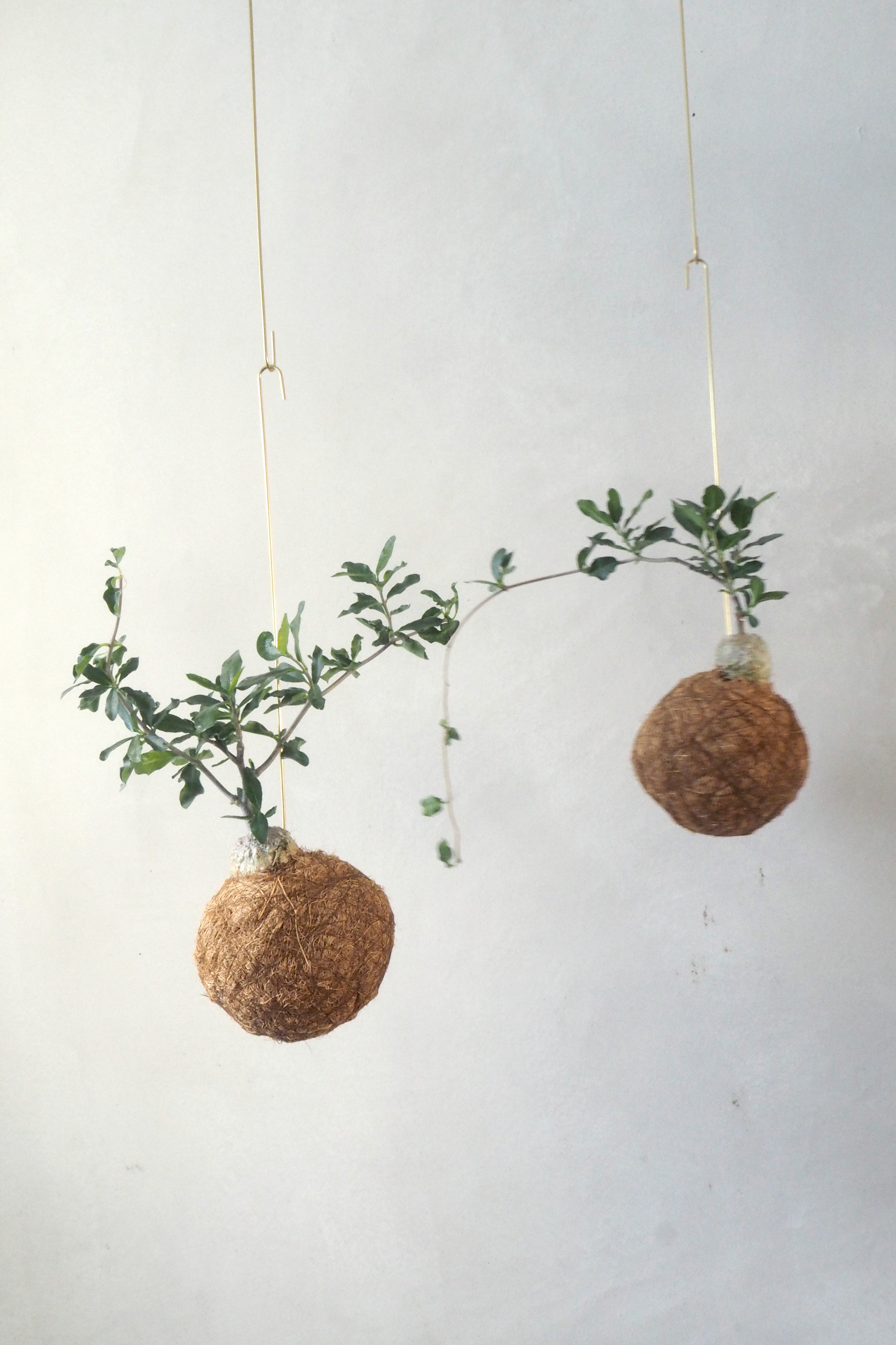 Planteplanet, Fockea