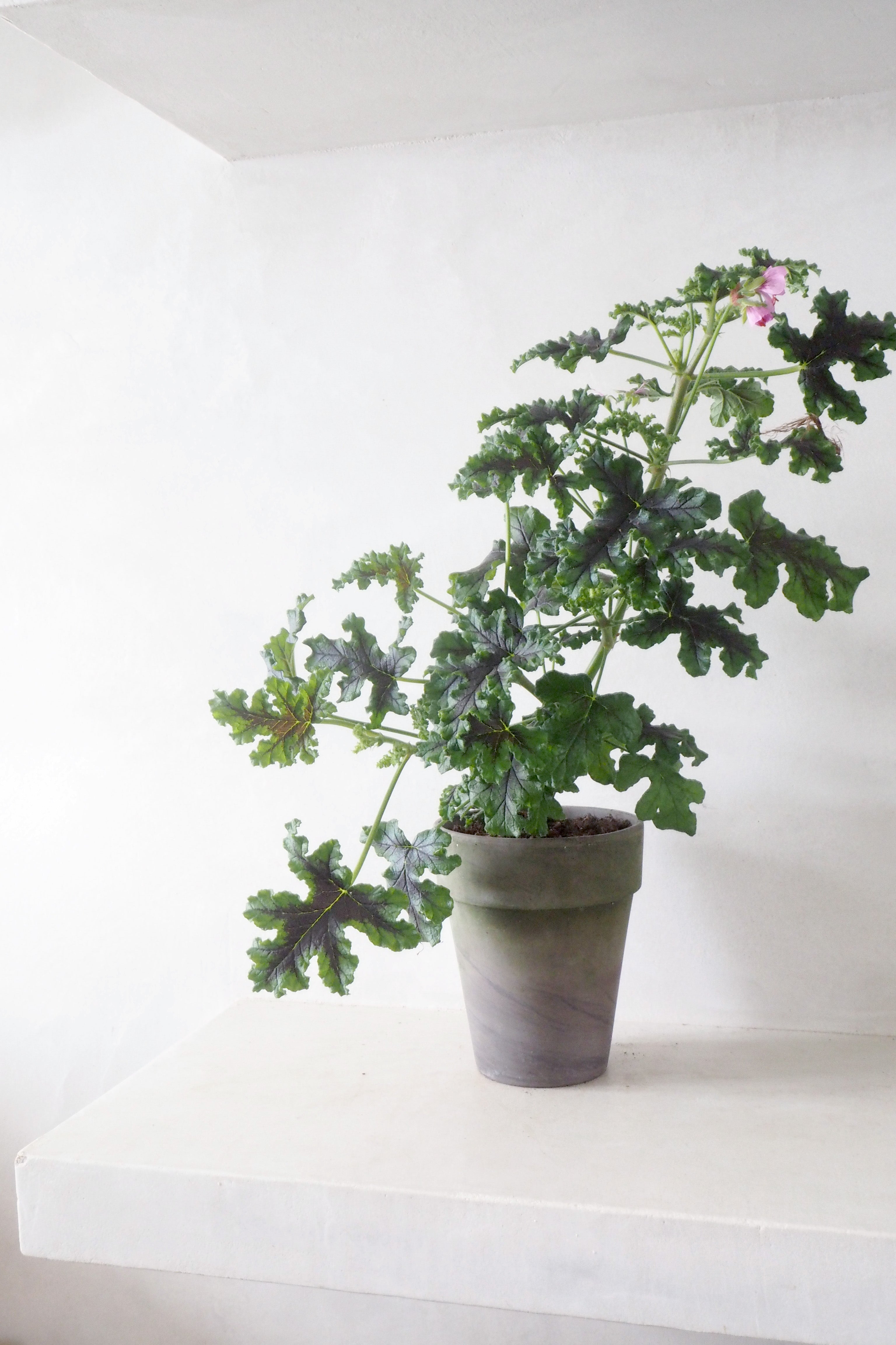 Geranium - Oak leaf Variegated