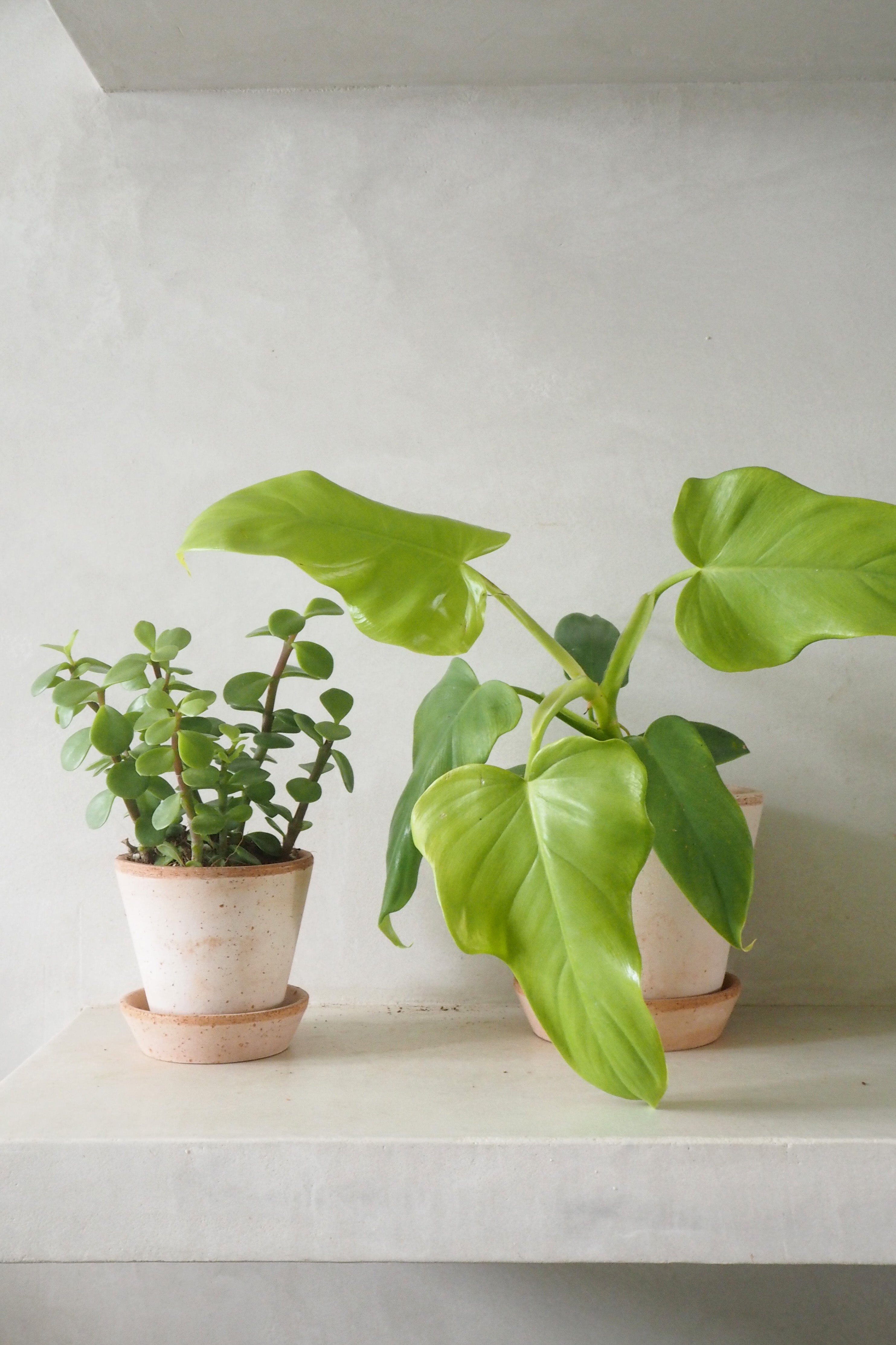 philodendron golden violin Philodendron golden violin – Plant København