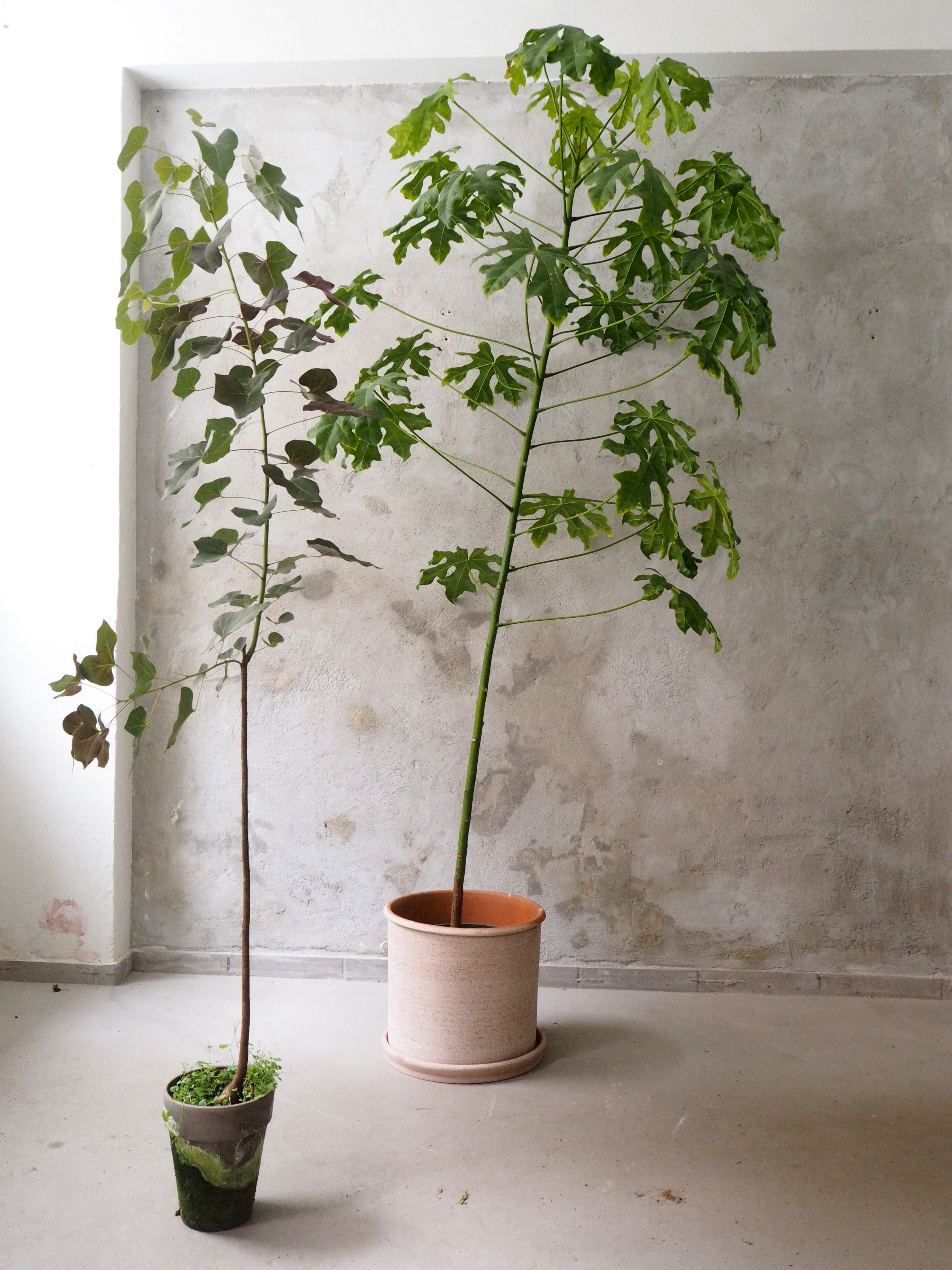 Kærlighedstræ (fingerblad) stor I