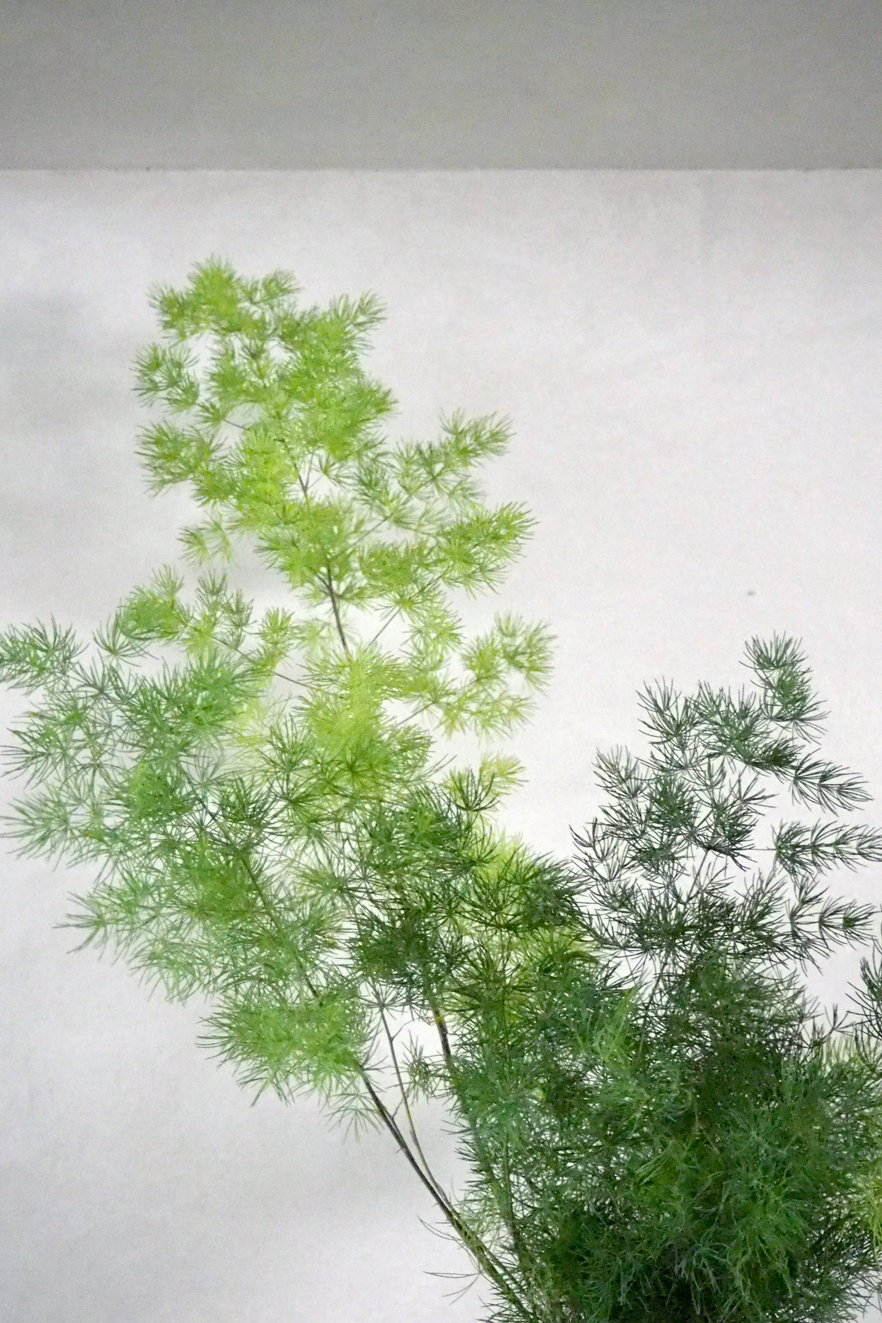 Asparagus Myriocladus