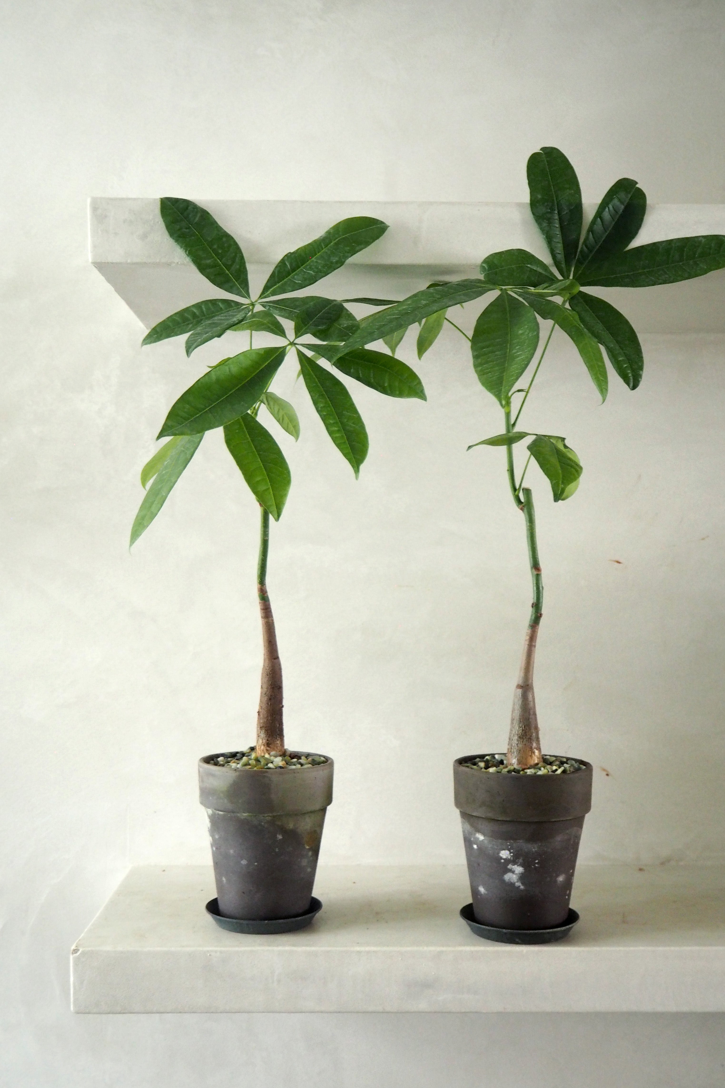 Lykkekastanje Japandi