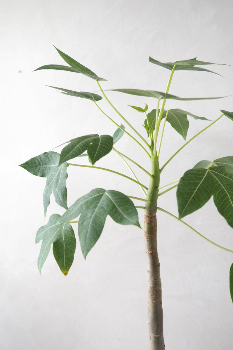 Jatropha Mahafalensis