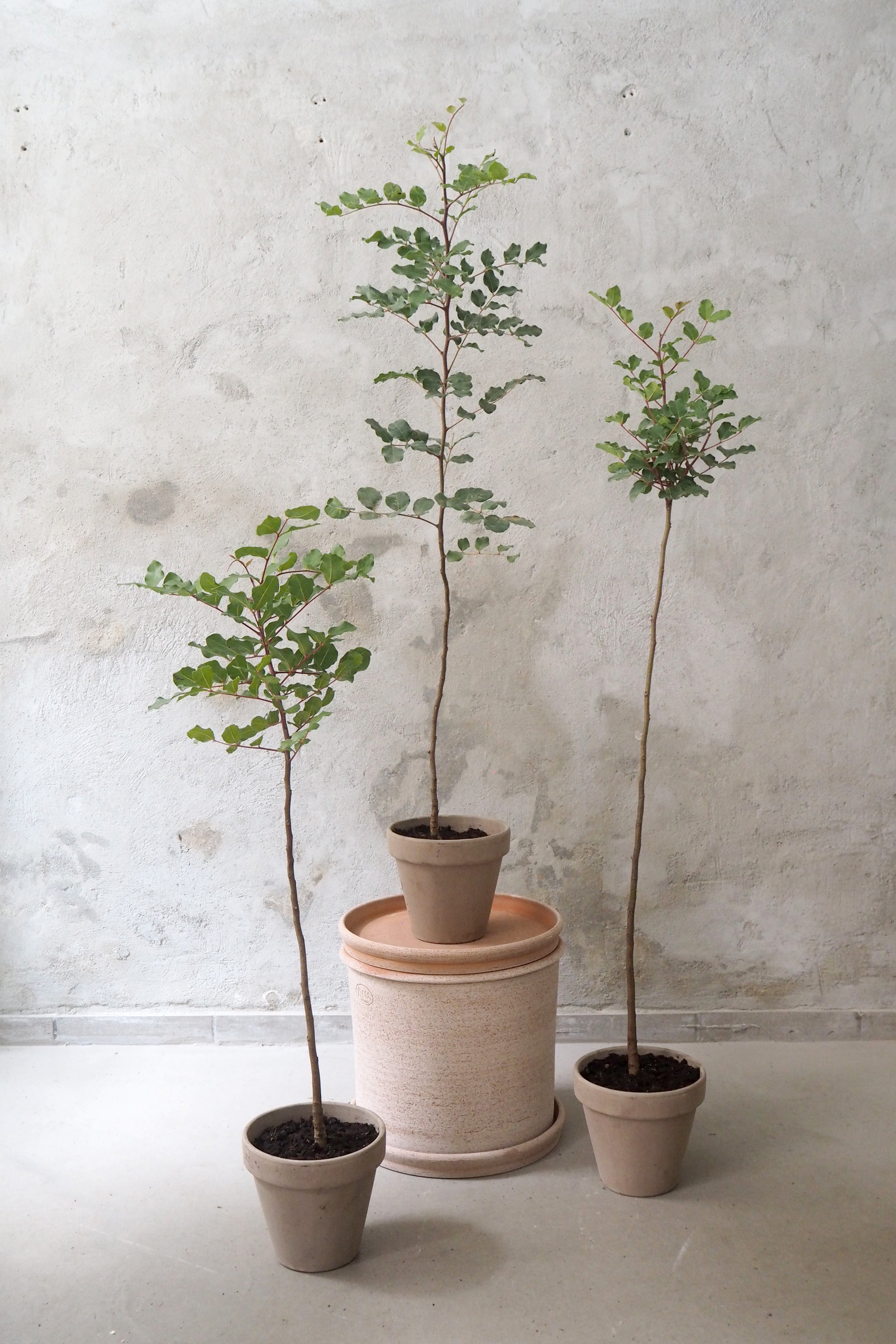 Johannesbrødtræ, medium