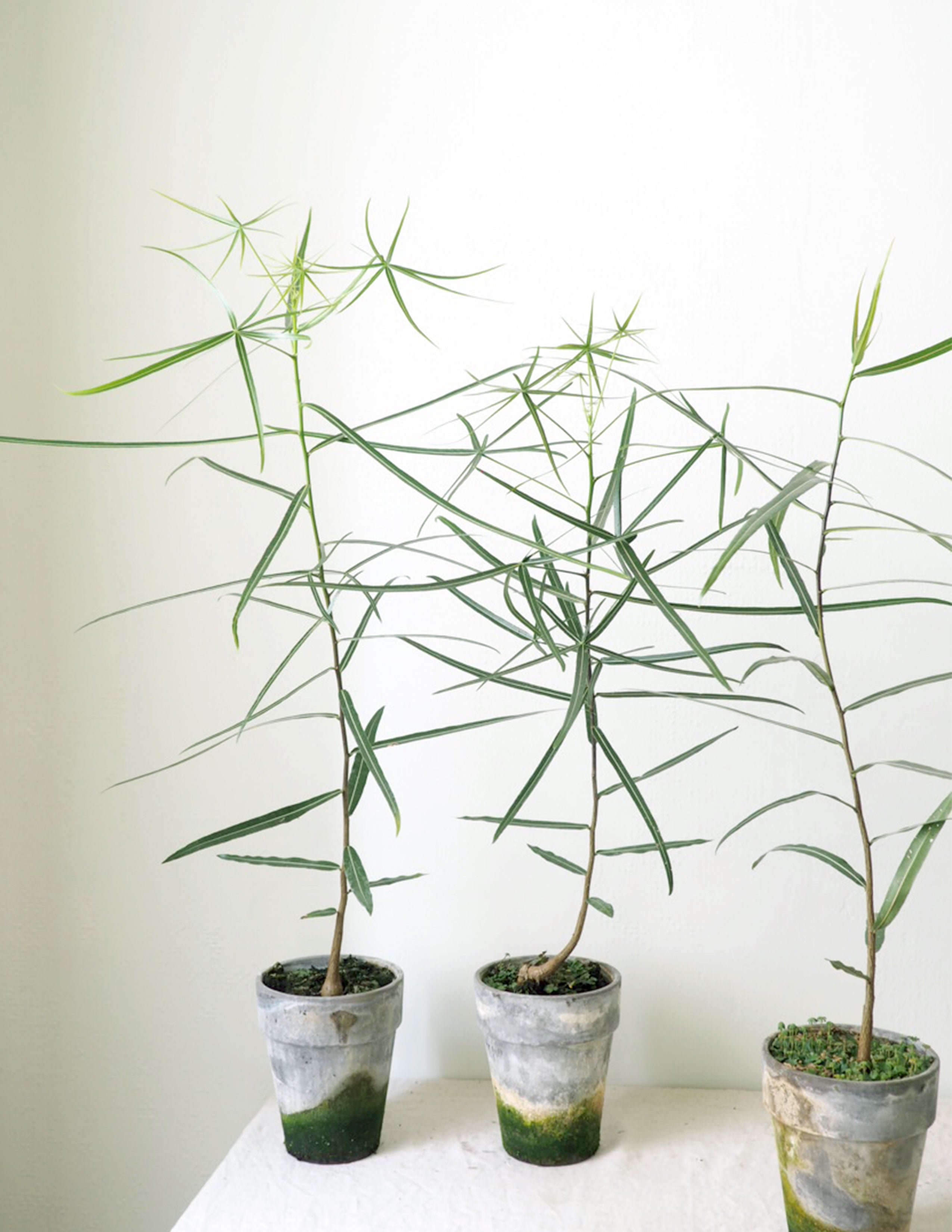 Kærlighedstræ (Stjerneblad)