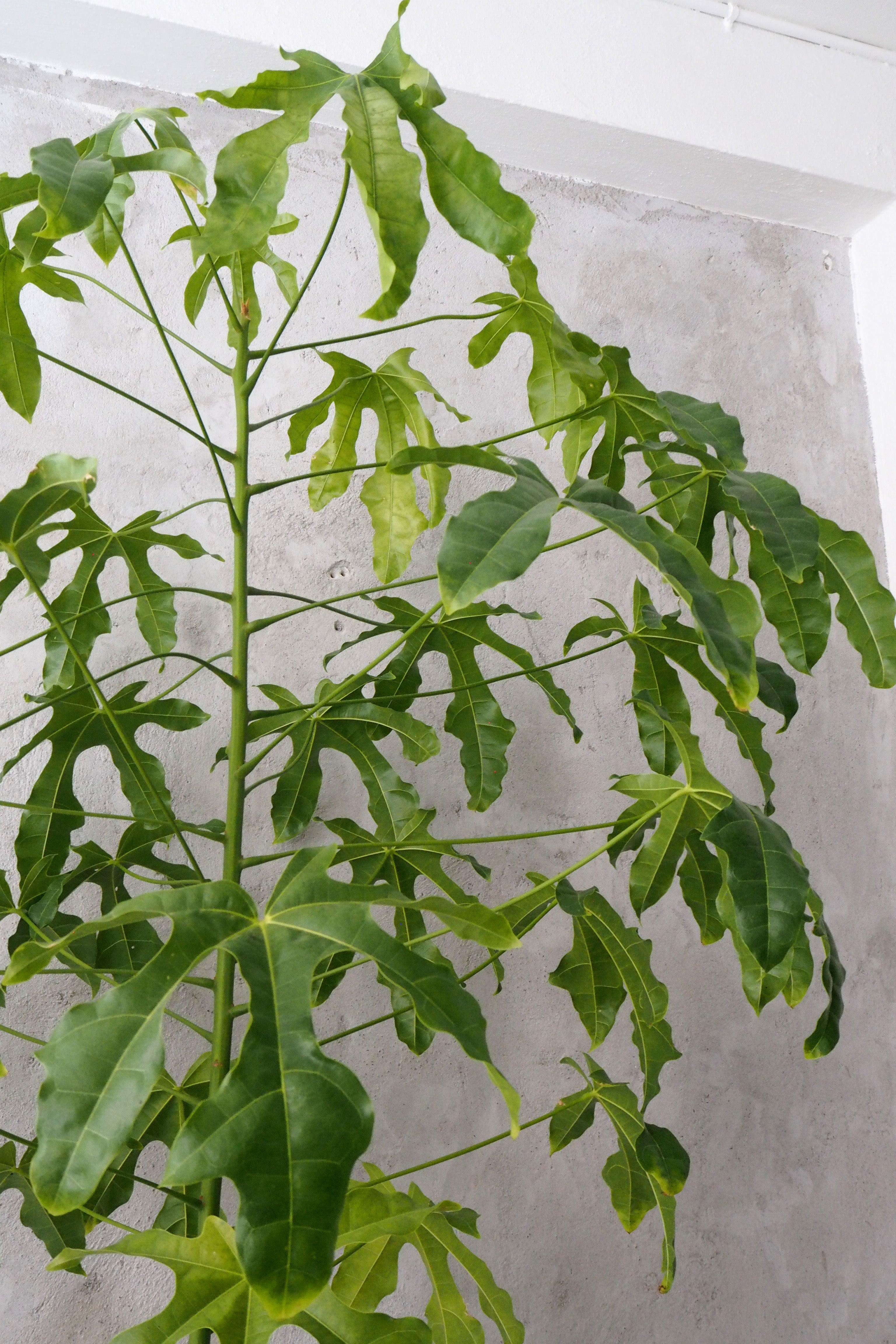 Kærlighedstræ (fingerblad) stor I