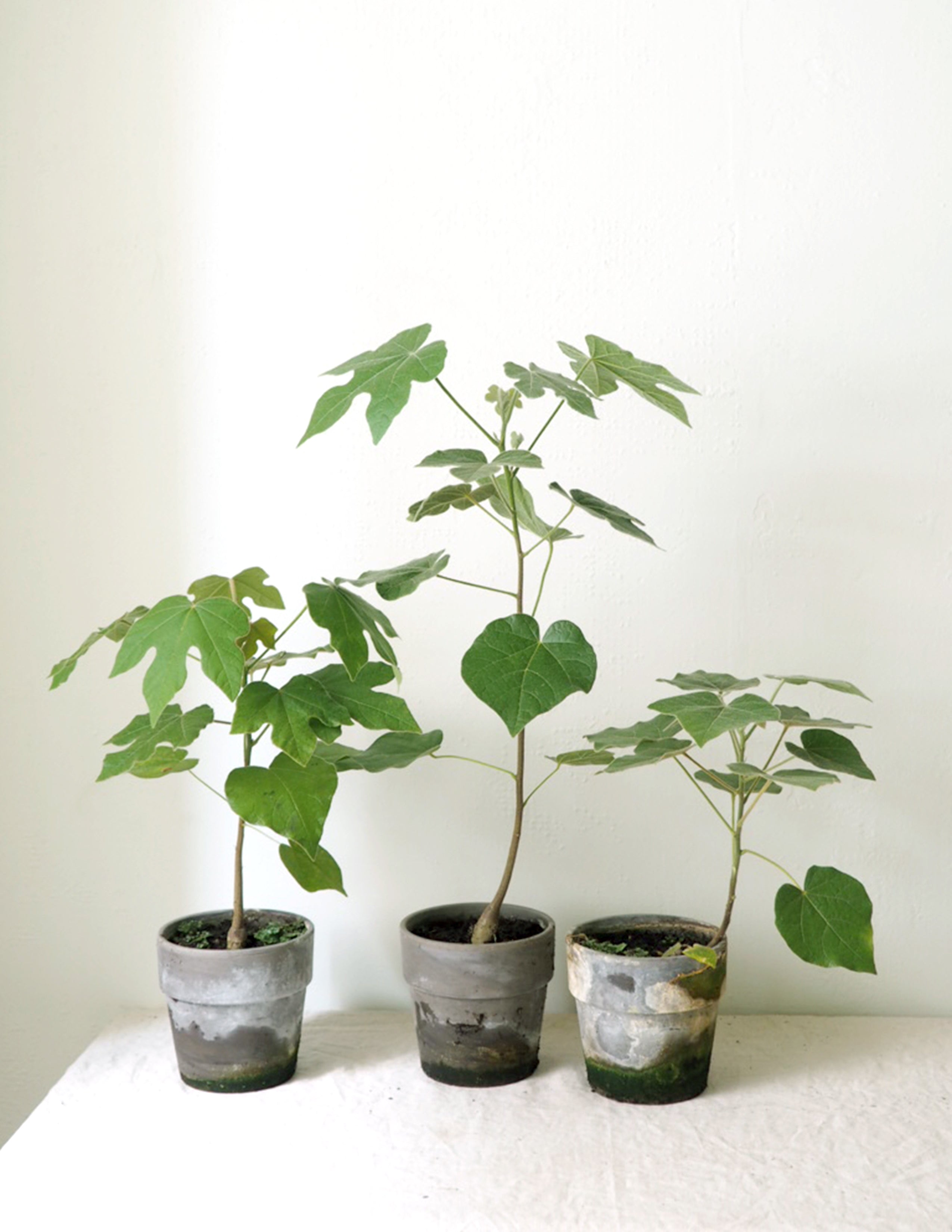 Kærlighedstræ (Fingerblad)