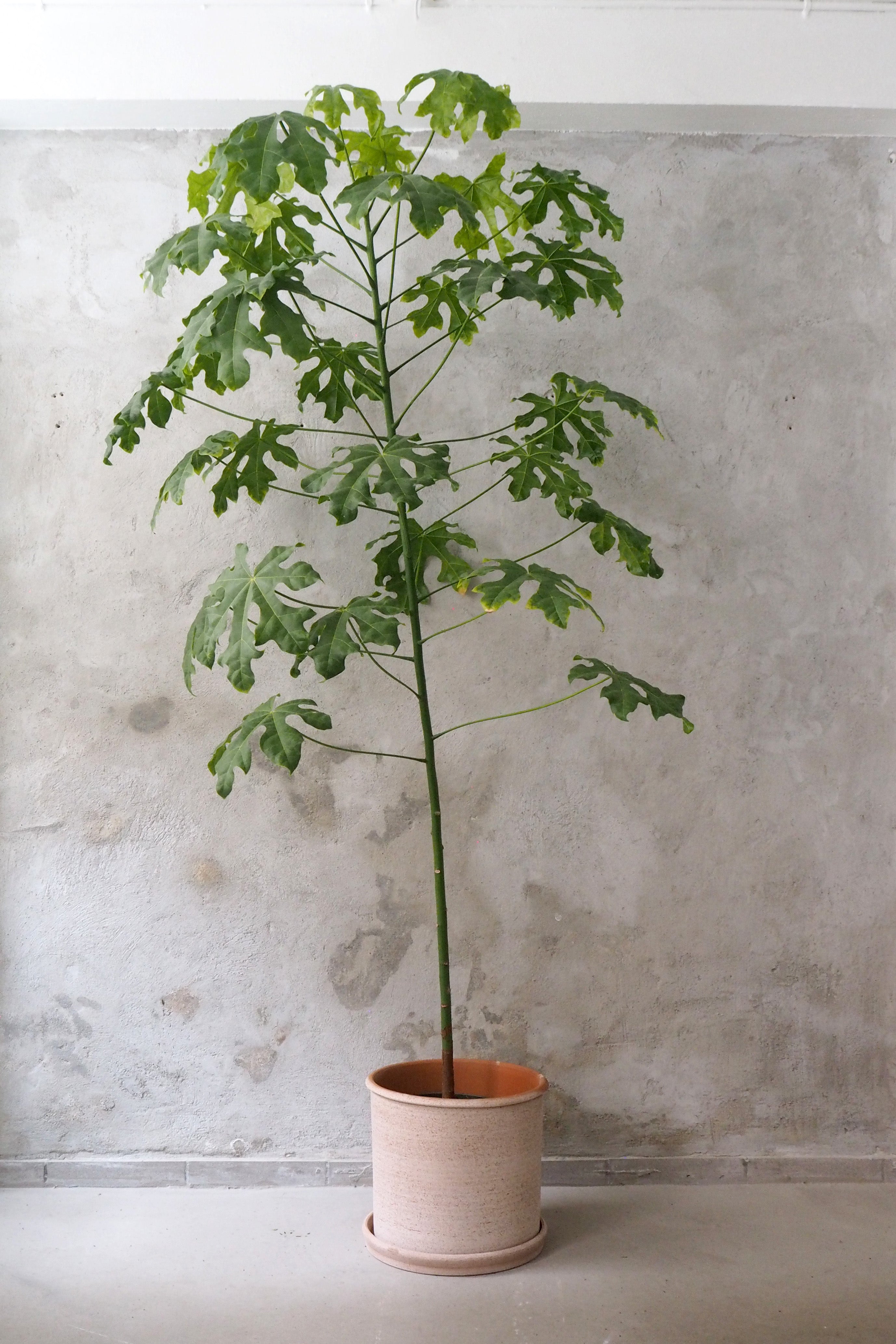 Kærlighedstræ (fingerblad) stor I