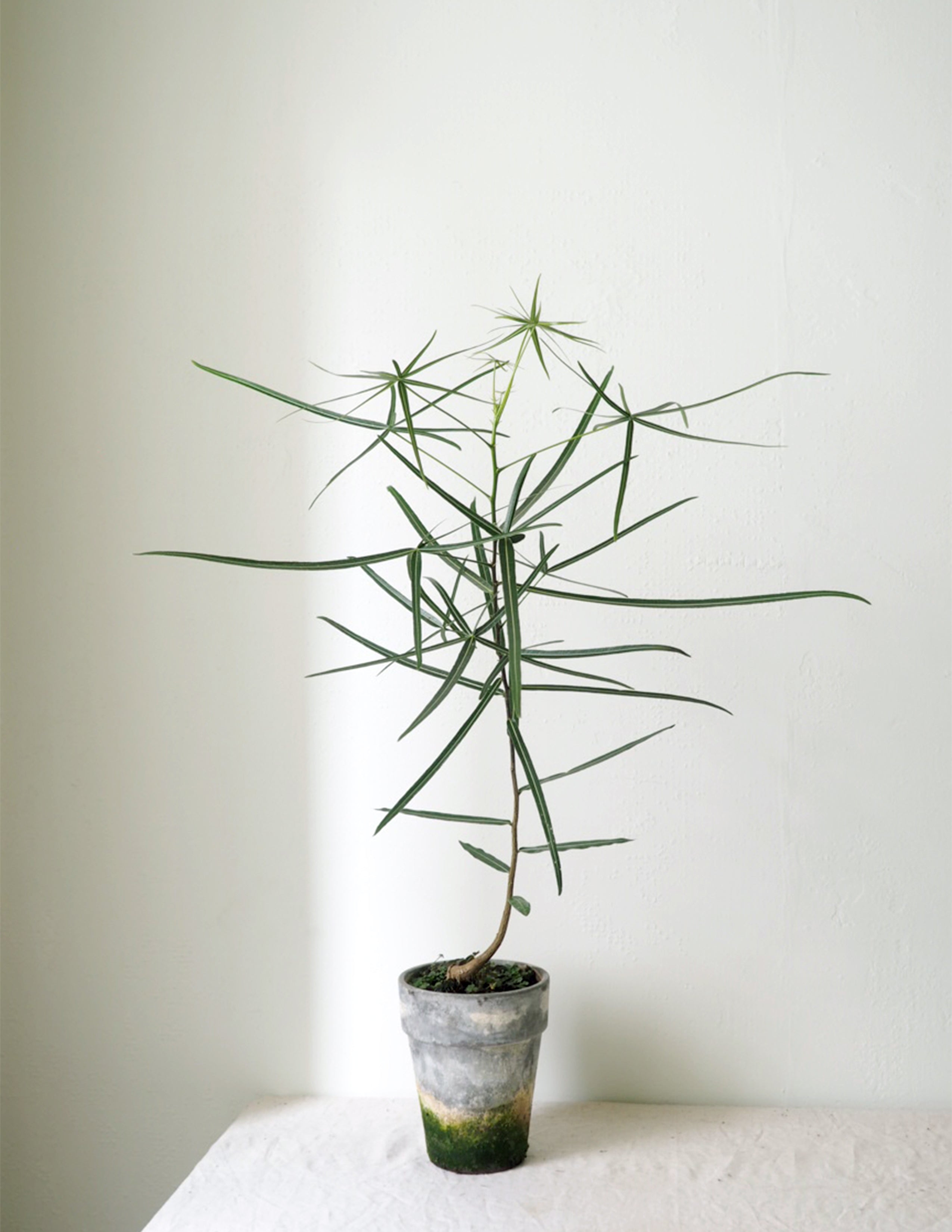 Kærlighedstræ (Stjerneblad)