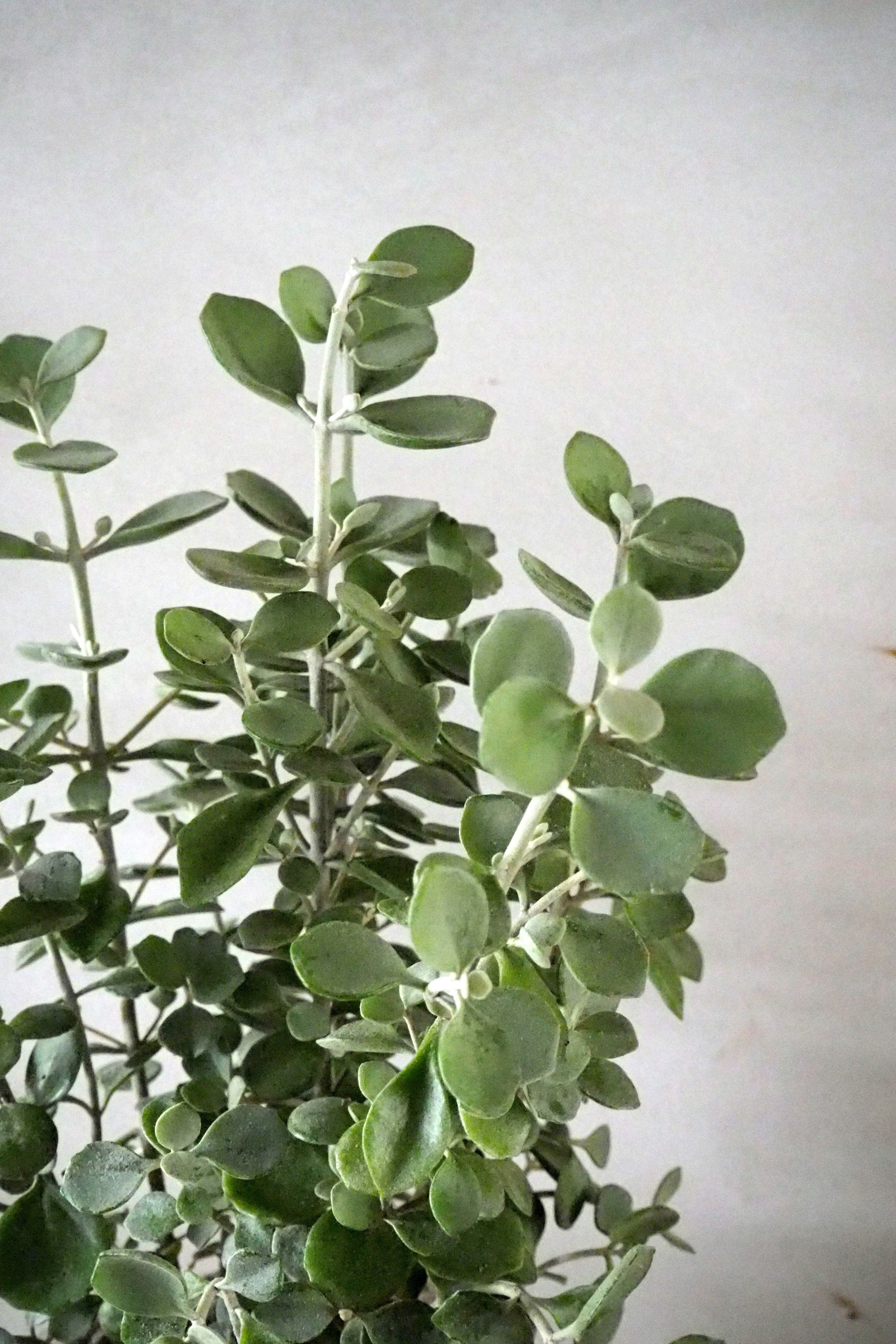 Kalancho Hildebrandtii