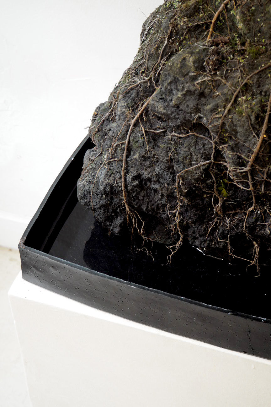 Schefflera på Lavasten, oversize