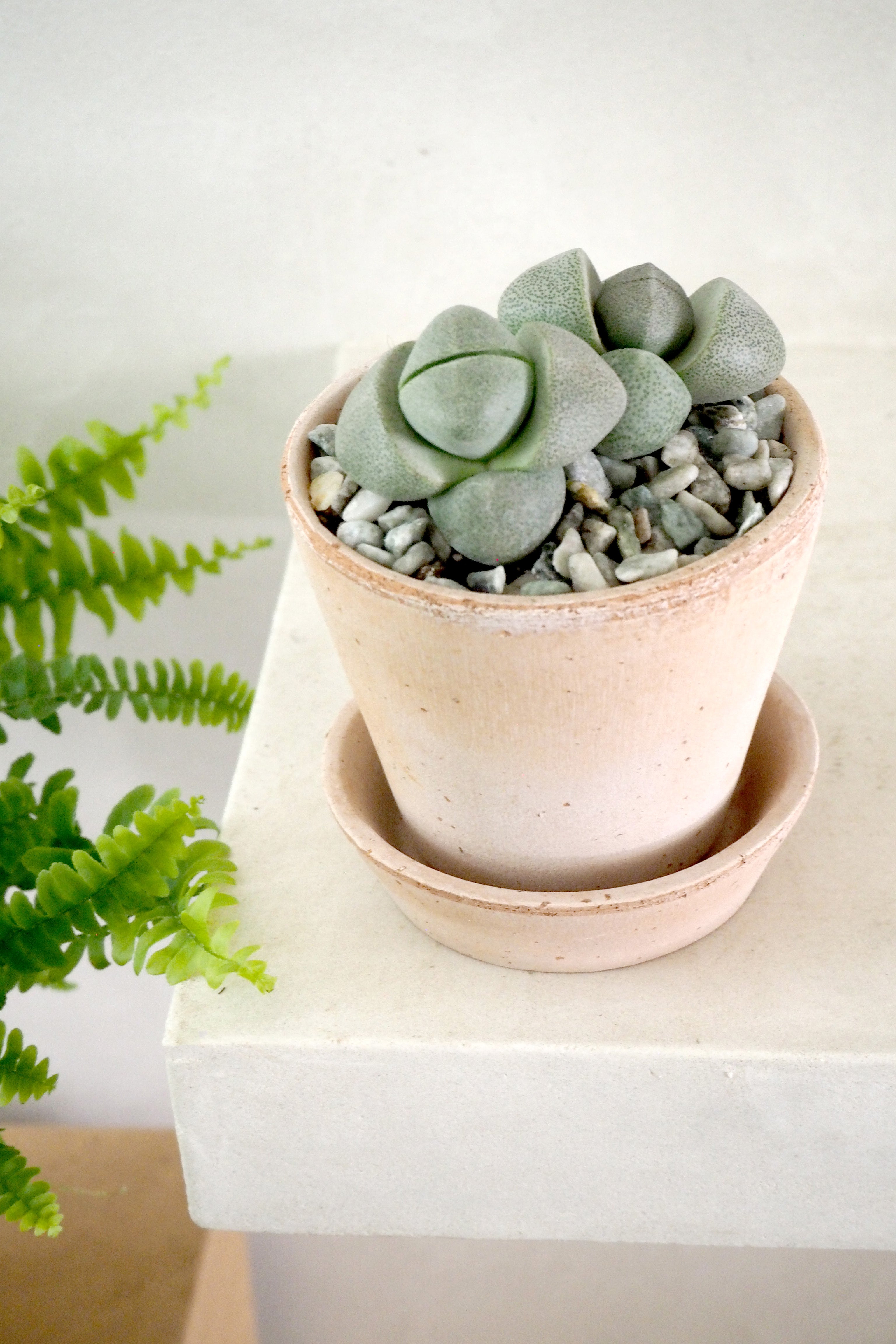 Levende Sten - Pleiospilos Nelii Green