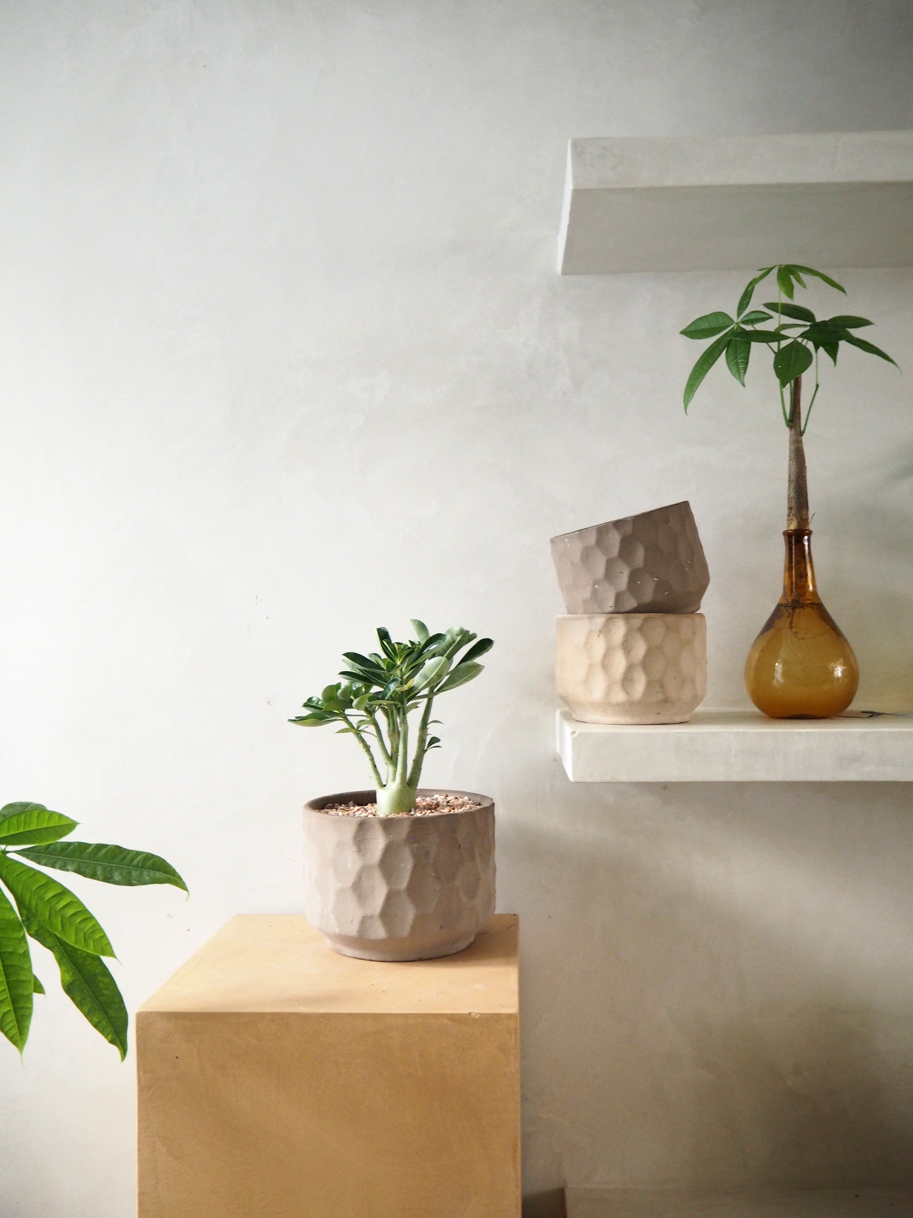 Lykkekastanje Japandi i glas