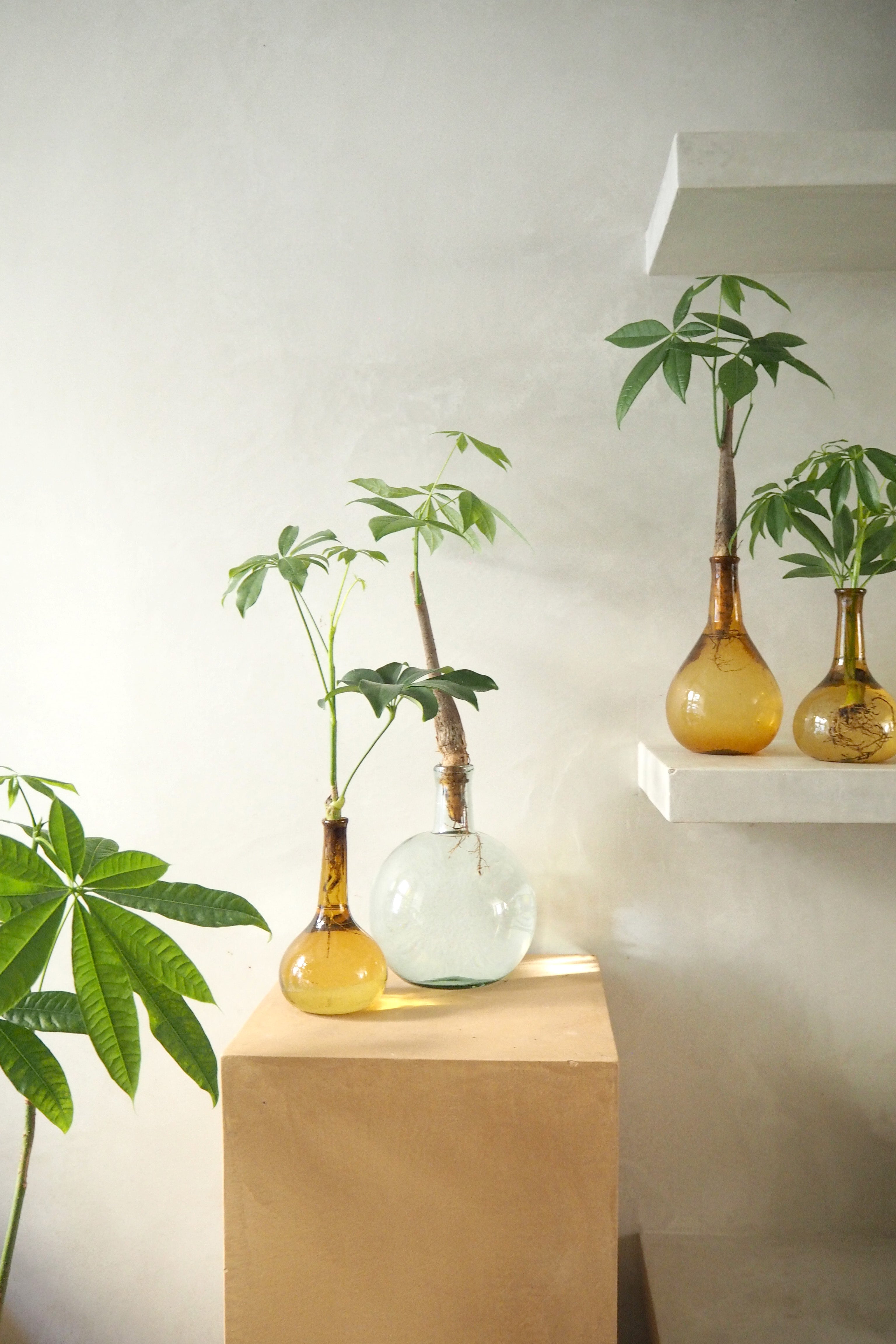 Lykkekastanje Japandi i glas