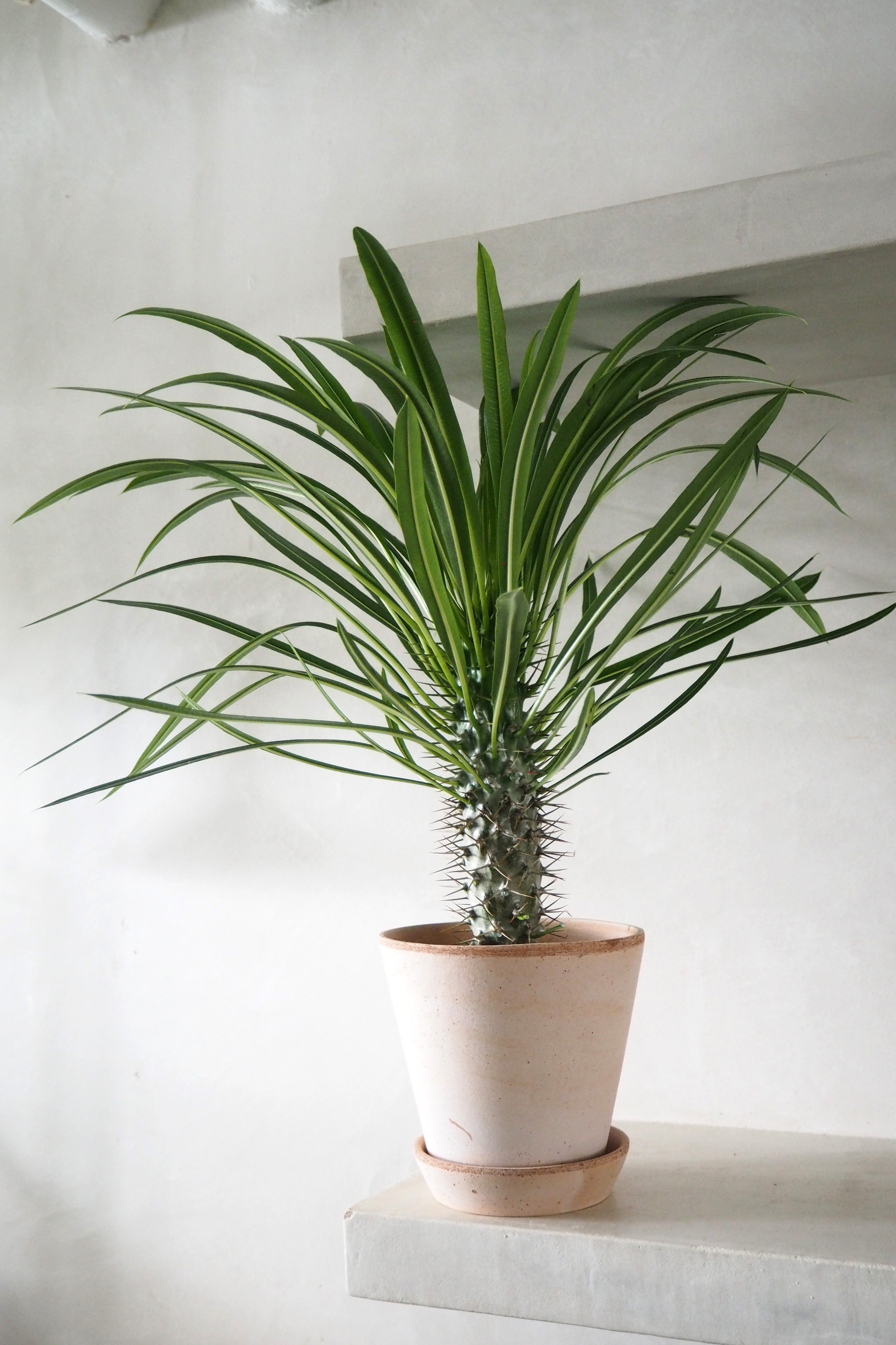 Madagaskar Palme, stor