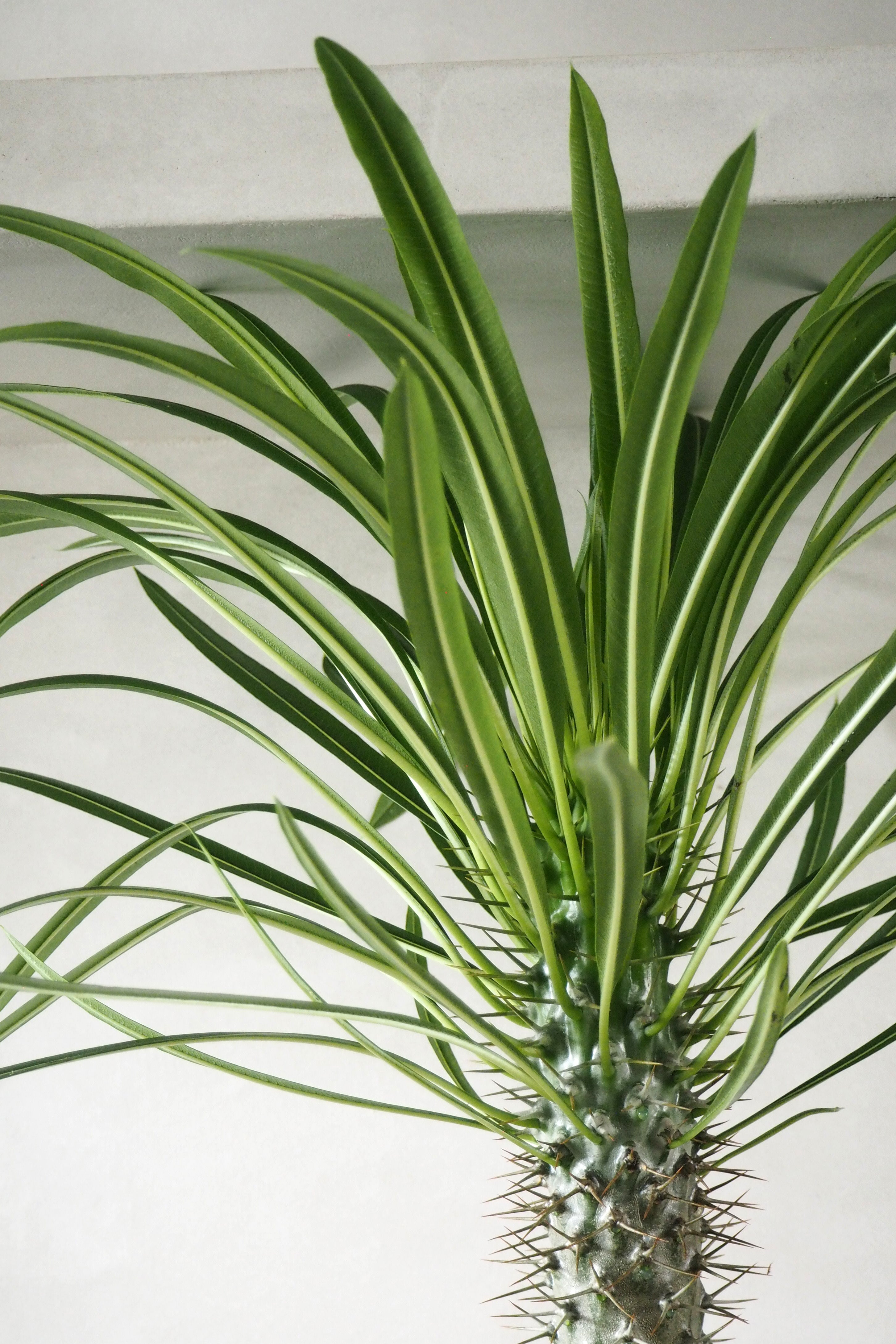 Madagaskar Palme, stor