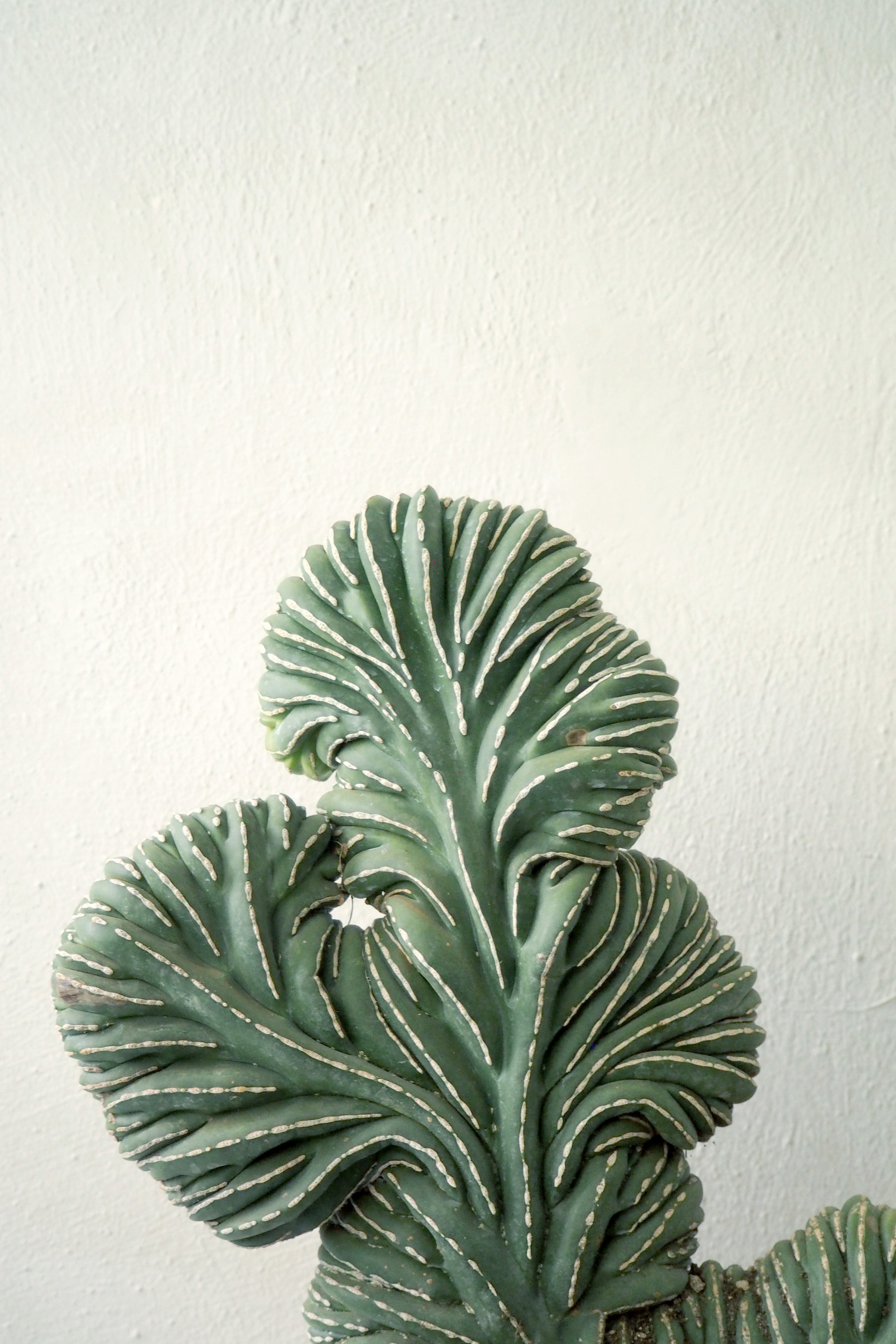 Marginatocereus Marginatus f. Crestata, Unika XL